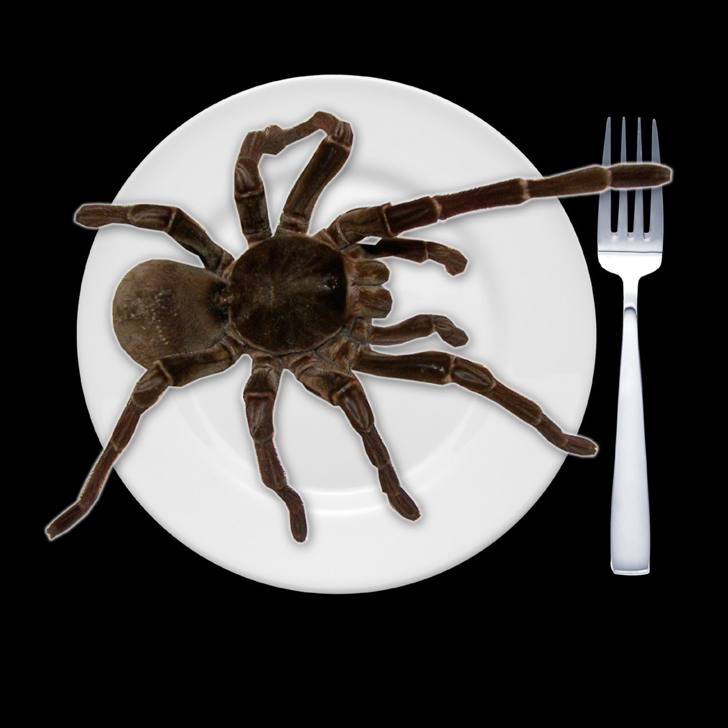 The Goliath bird - eating tarantula the worlds largest spider barely ts on - photo 9