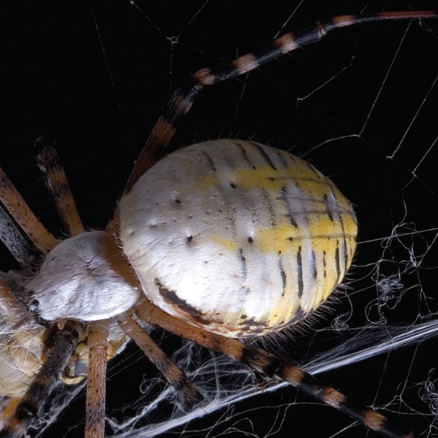 banded argiope spider Some spiders spin webs to catch their prey - photo 13