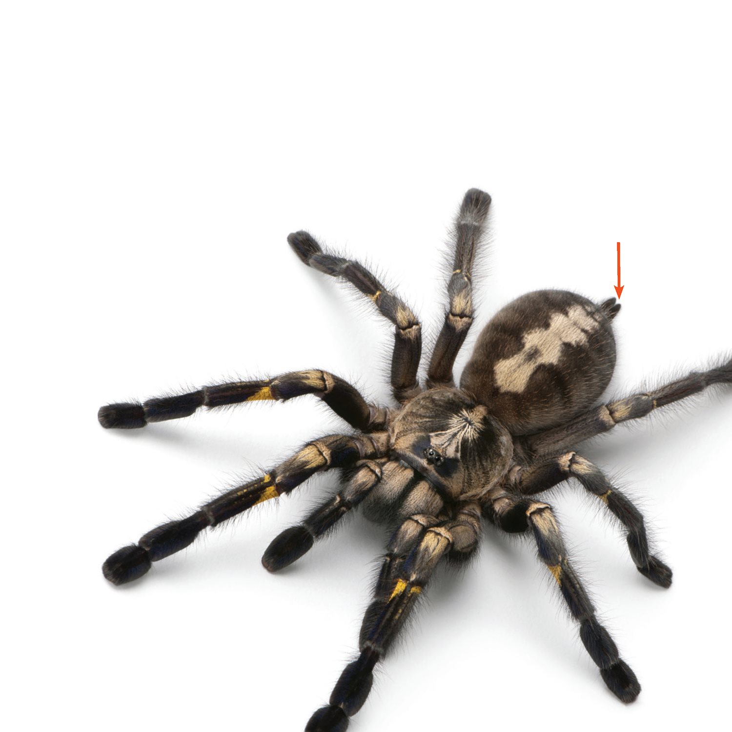 Some spiders spin webs to catch their prey using silk from their spinnerets - photo 14