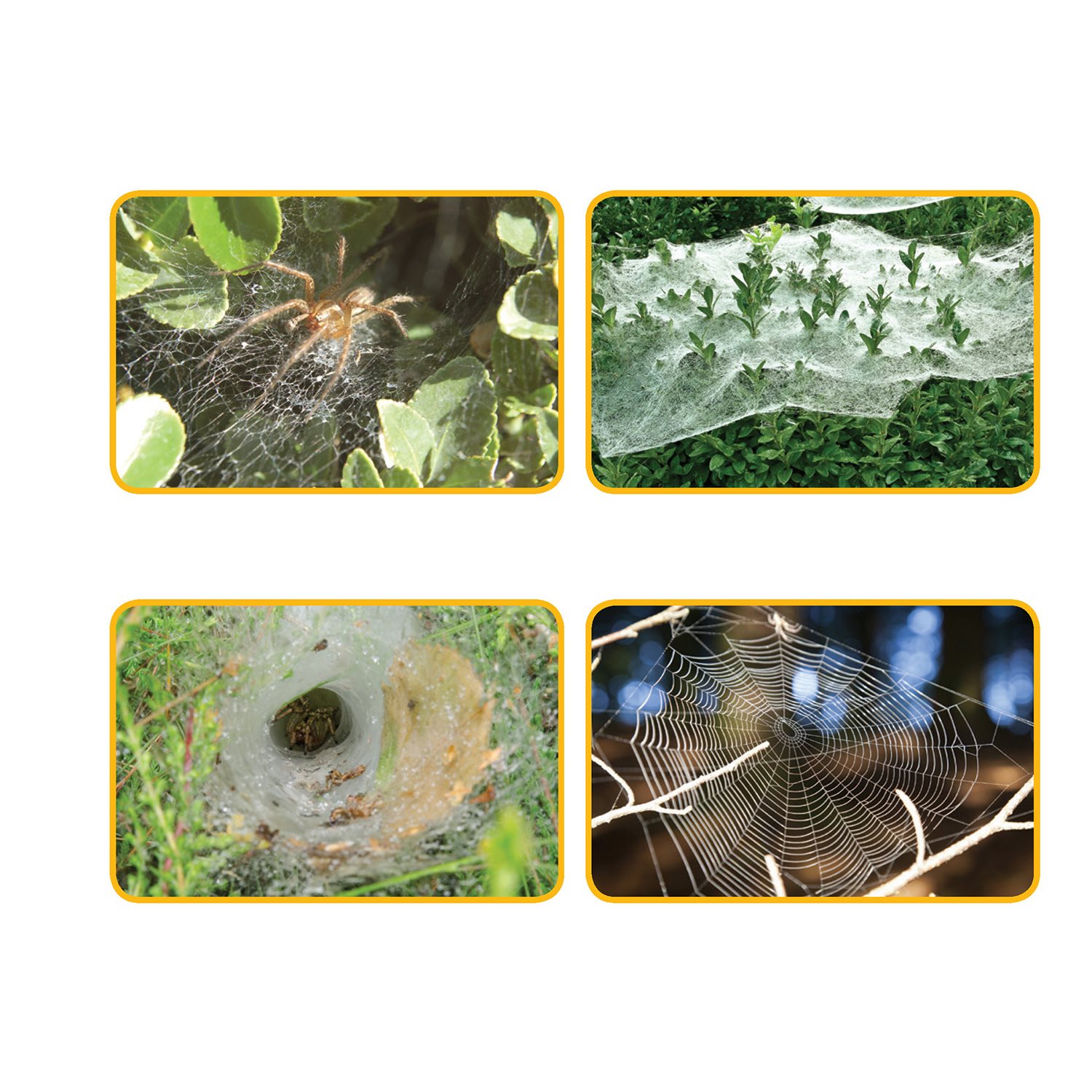 Different kinds of spiders make different kinds of webs Messy webs - photo 15