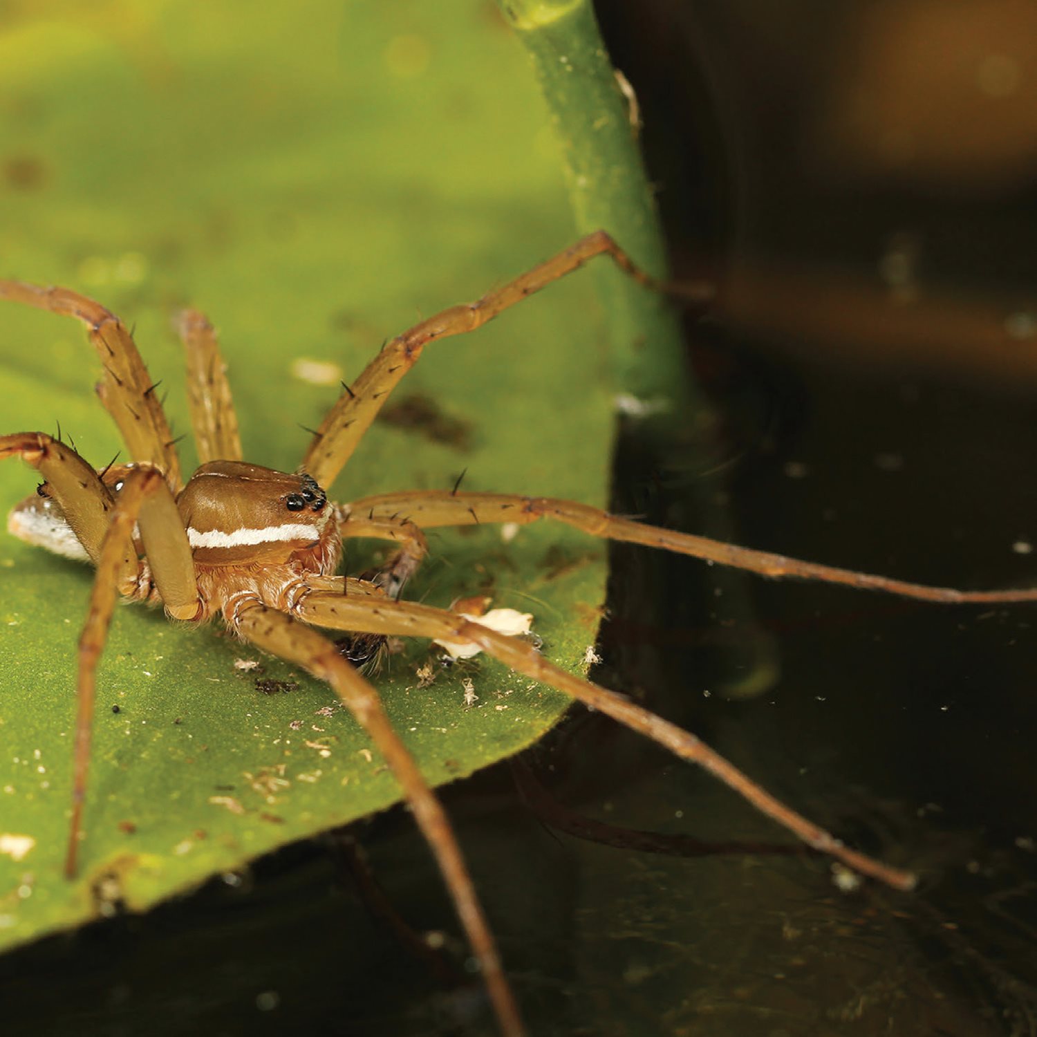 Spiders that dont use webs ambush their prey Fishing spiders launch - photo 16