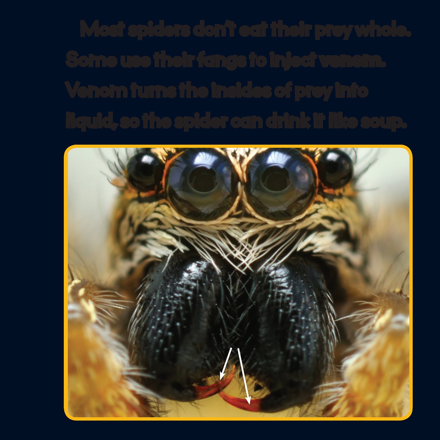 Most spiders dont eat their prey whole Some use their fangs to inject venom - photo 17