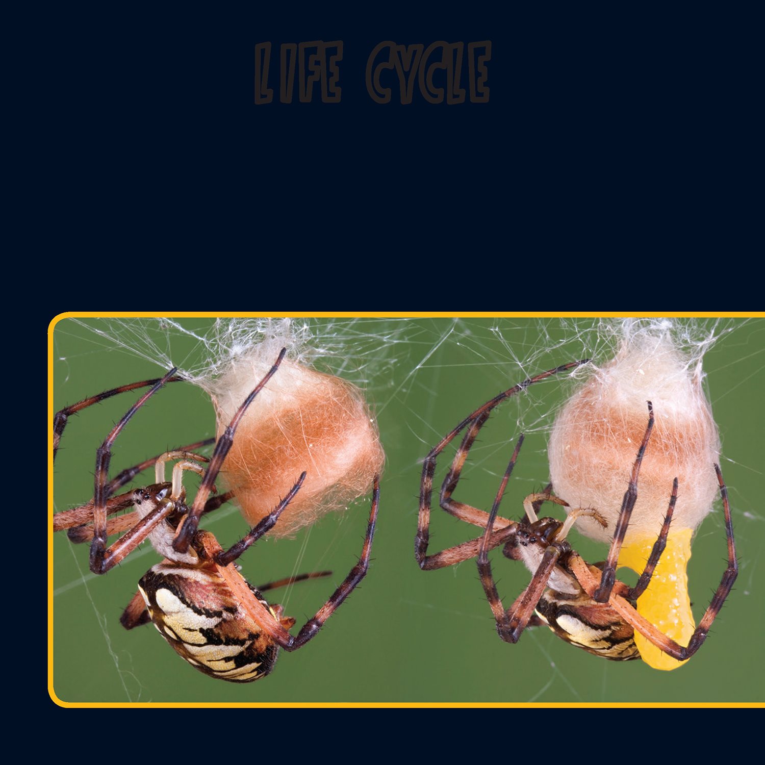 LIFE CYCLE Spiders wrap their eggs in a silk egg sac Some spiders may lay - photo 18