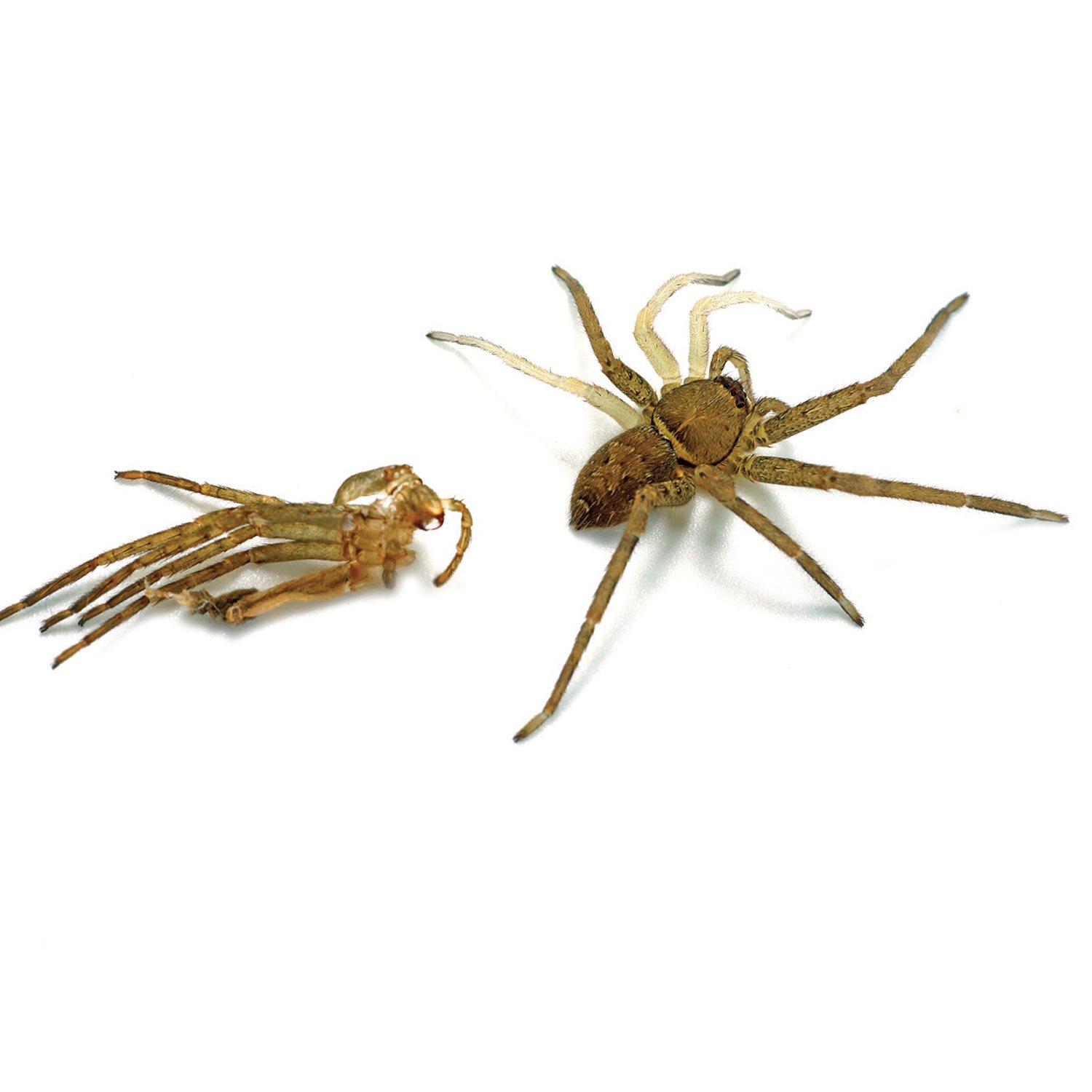 Growing spiders molt several times Their hard exoskeletons slip off to - photo 20