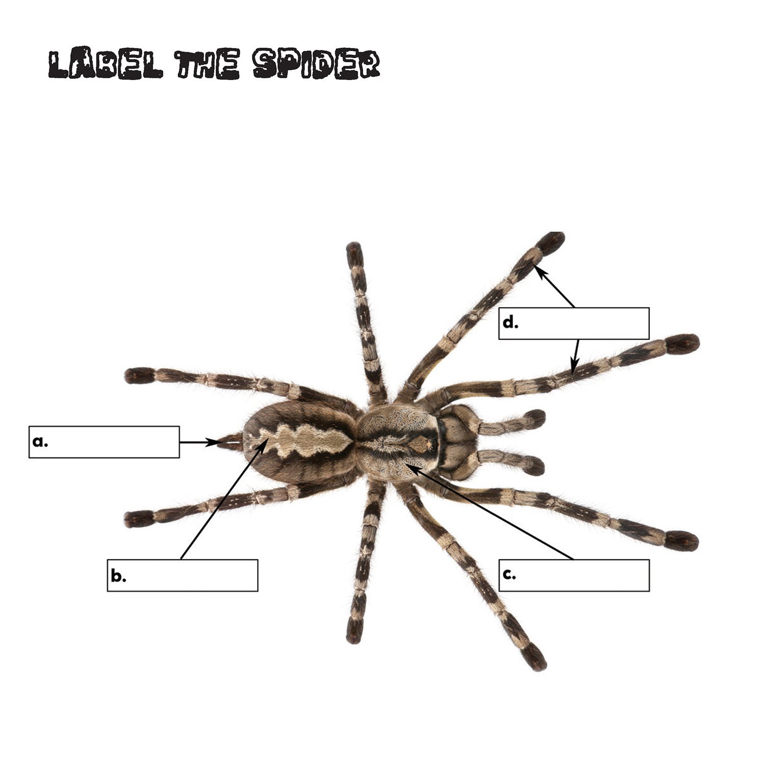 LABEL THE SPIDER Match each word below with the correct box abdomen - photo 22