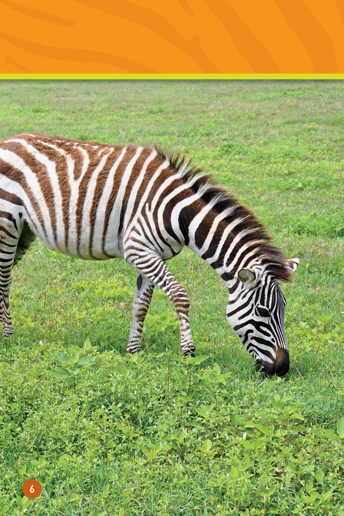 Graze the grass Yum Chomp chomp The zebra gro - photo 8