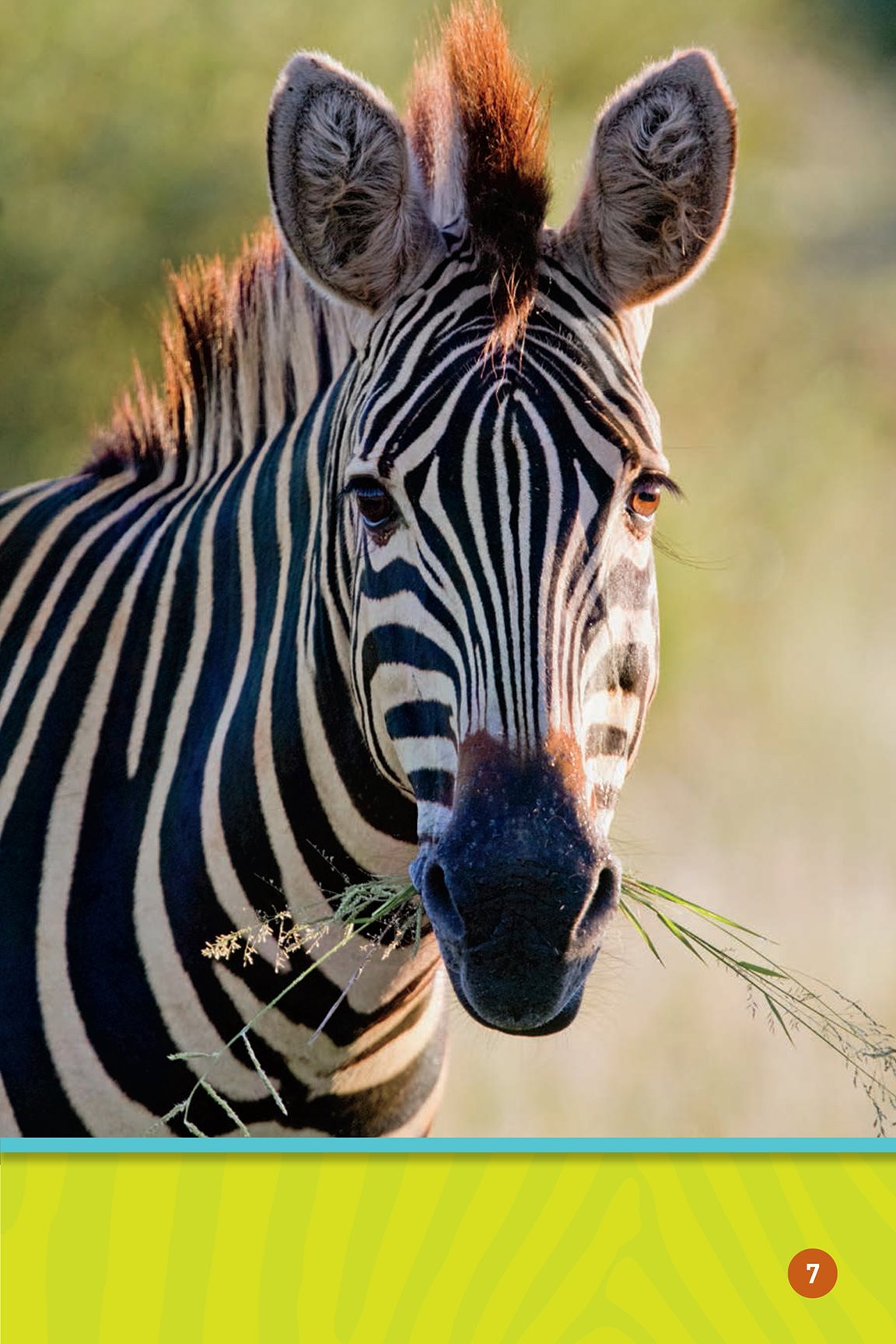 Chomp chomp The zebra grooms its baby Now its - photo 9