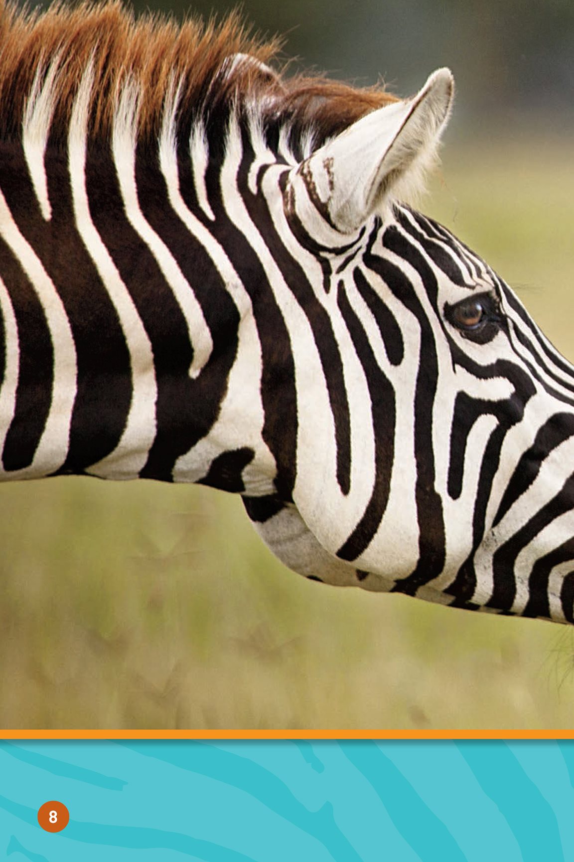 The zebra grooms its baby Now its hair is clean - photo 10