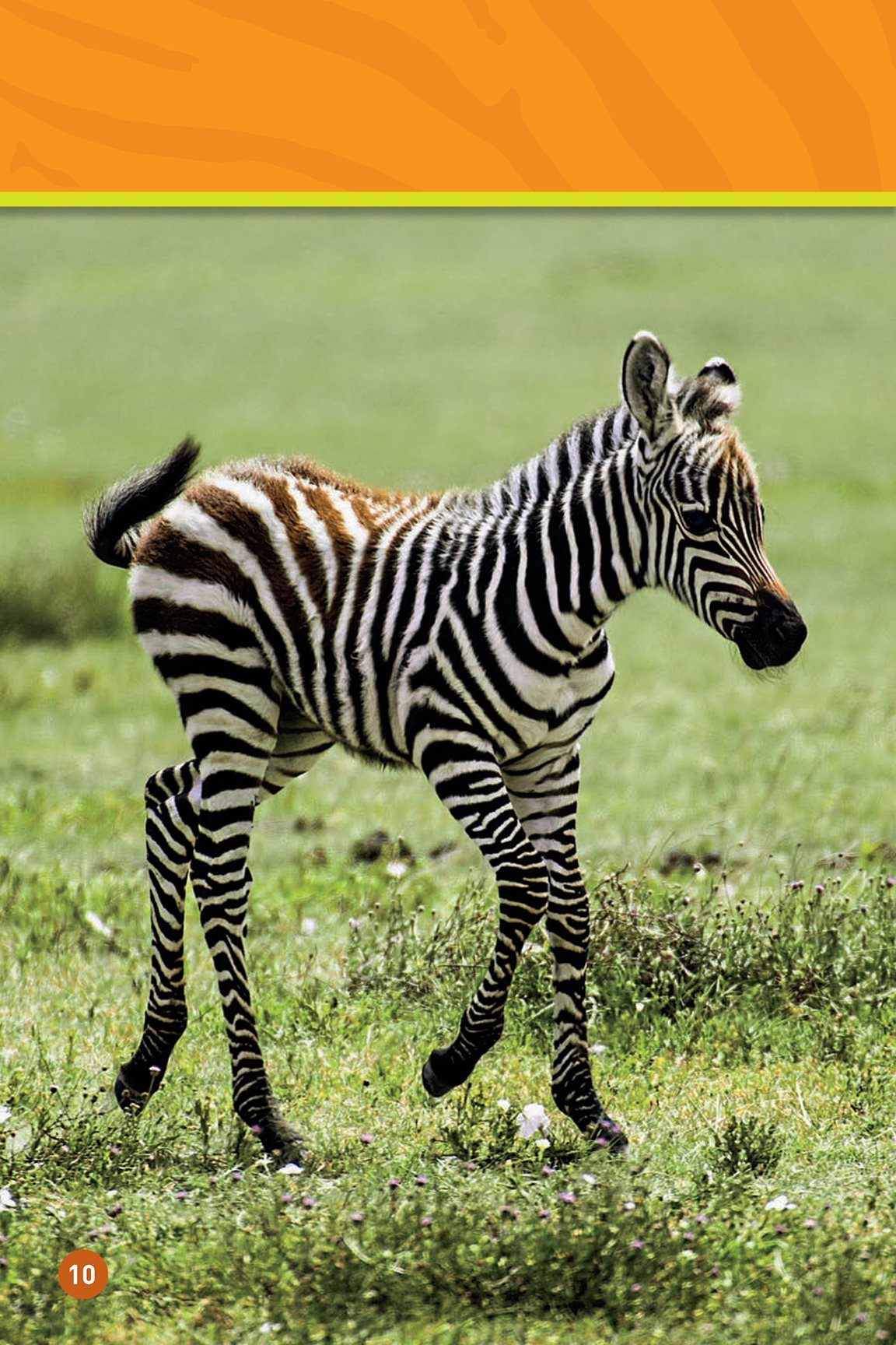 The babys body has stripes They are black and white No two zebras - photo 12