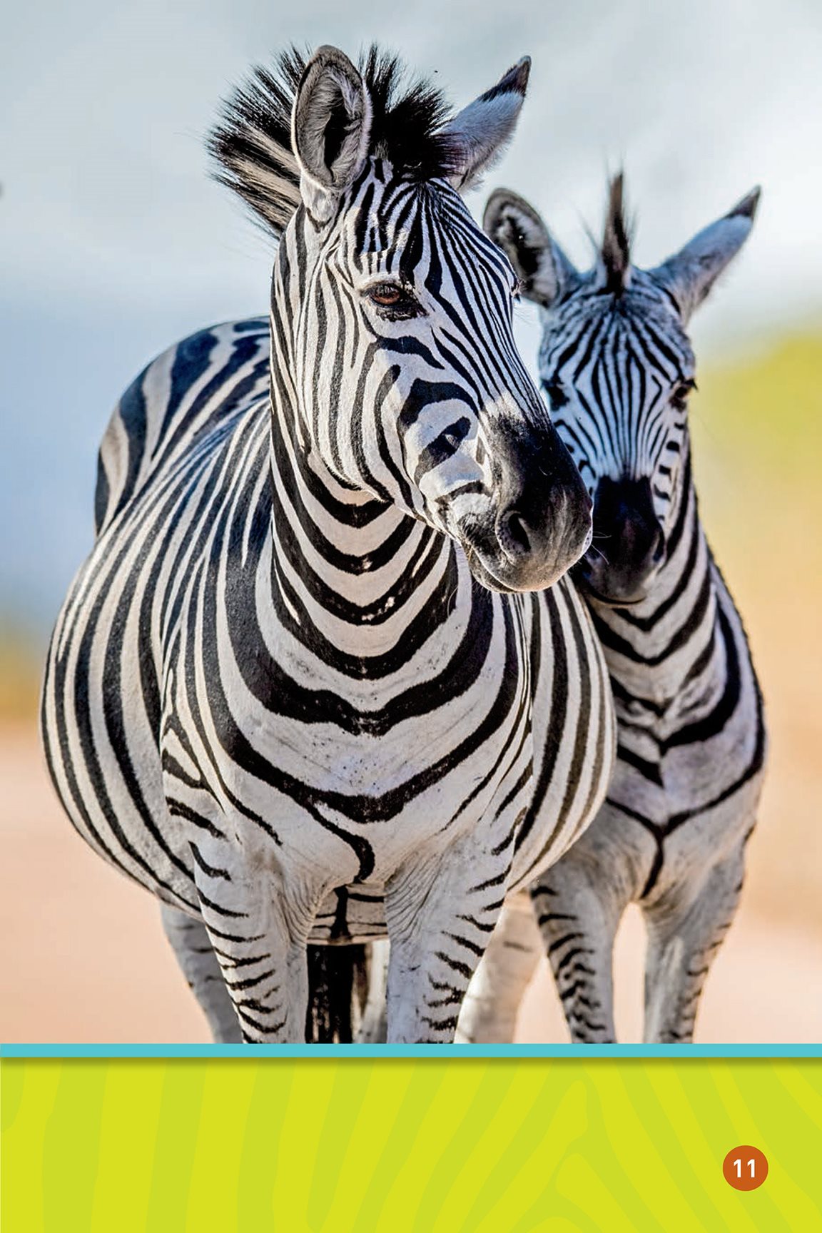 No two zebras stripes look exactly alike Stripes make the zebra blend - photo 13