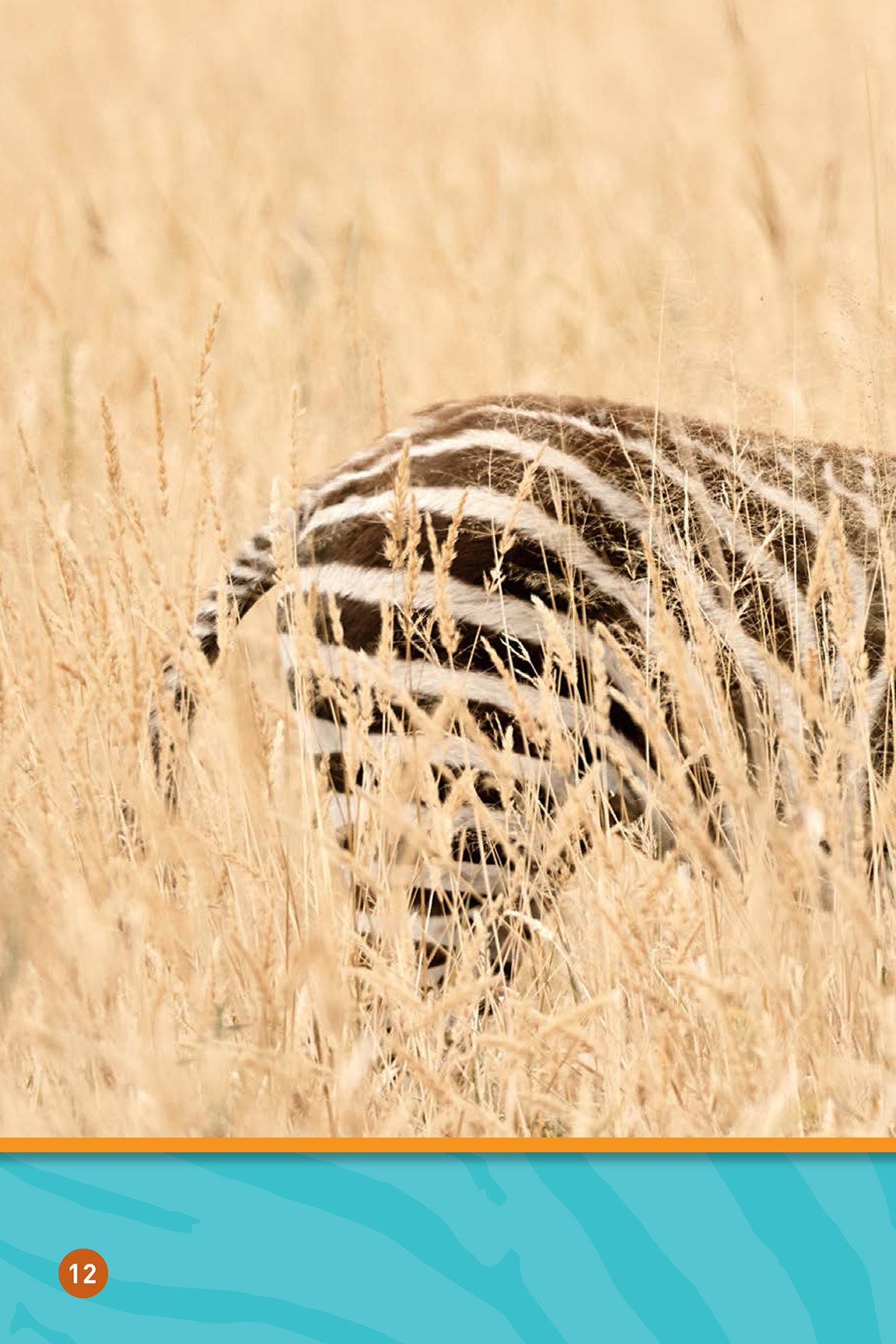 Stripes make the zebra blend into the grass This helps the zebra hide - photo 14