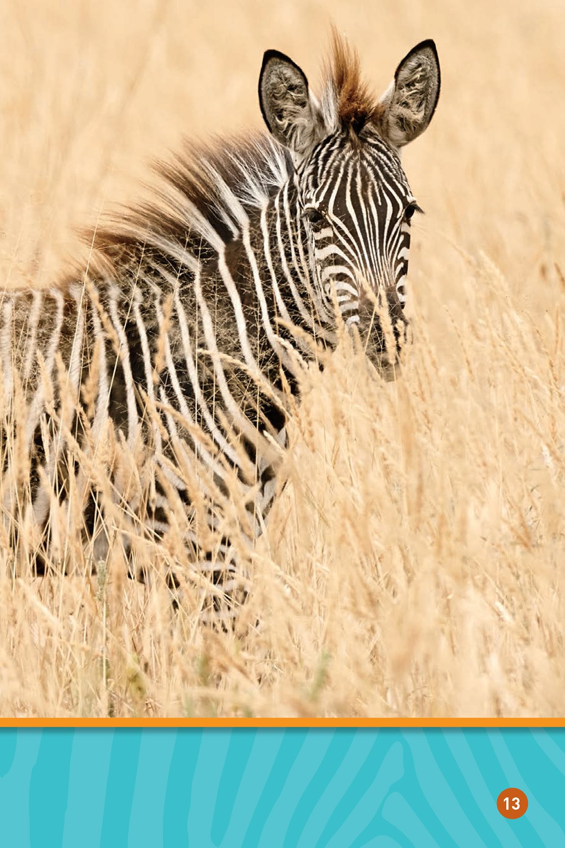 This helps the zebra hide and stay safe Watch out Theres a lion - photo 15