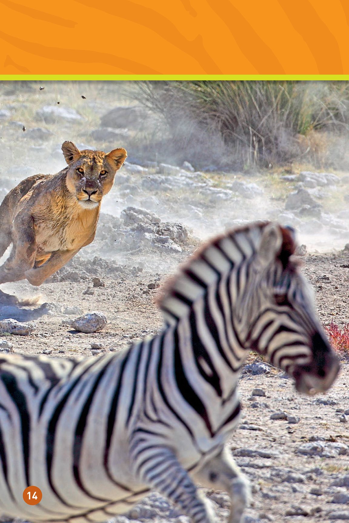 Watch out Theres a lion The zebra calls to its baby - photo 16