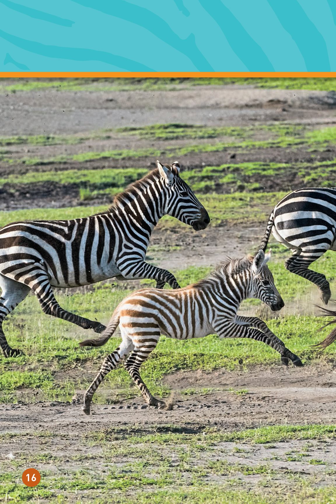 They run away with their herd The baby runs to keep up Go baby zebra - photo 18