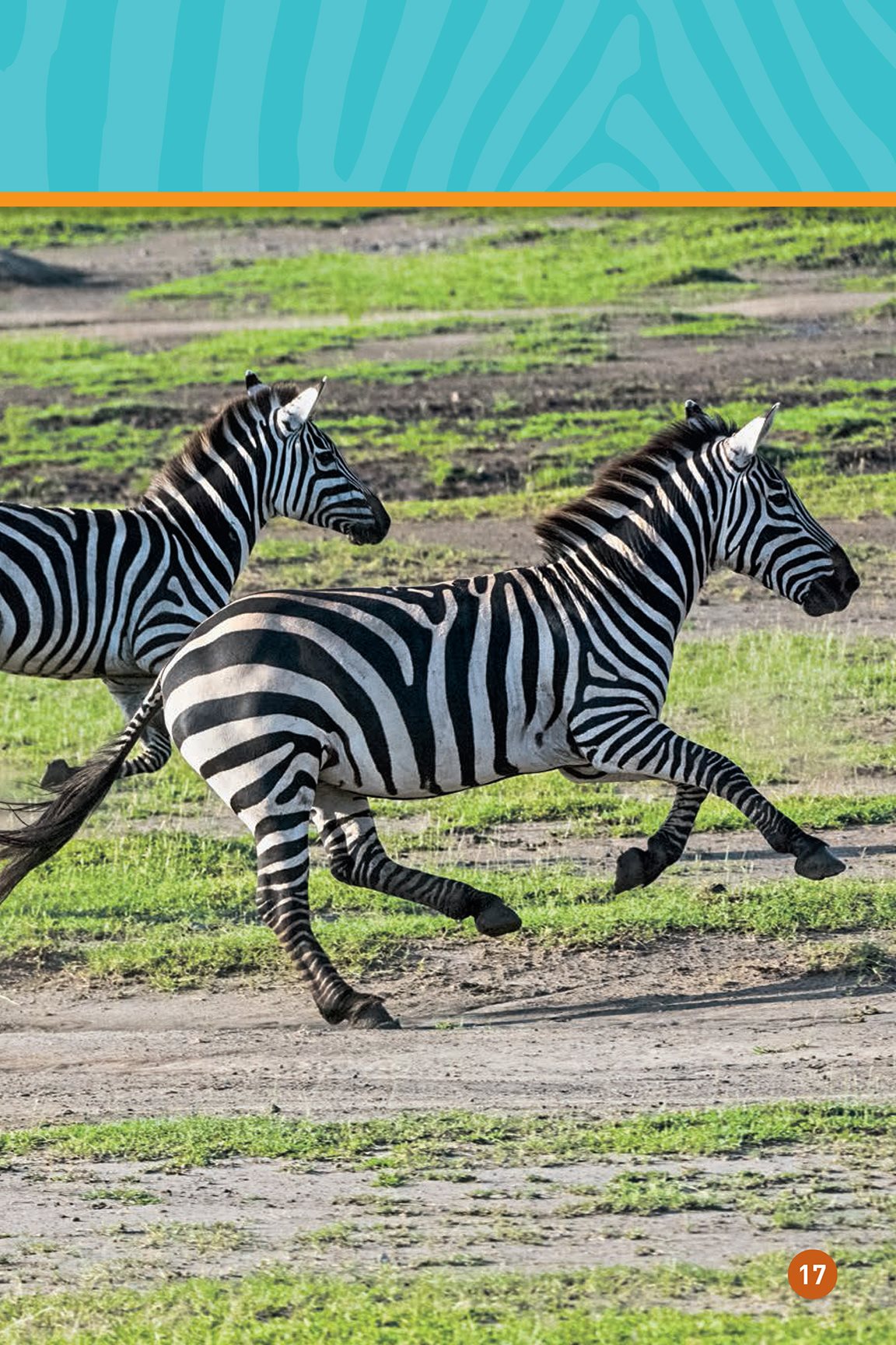 The baby runs to keep up Go baby zebra go Heres some new grass - photo 19