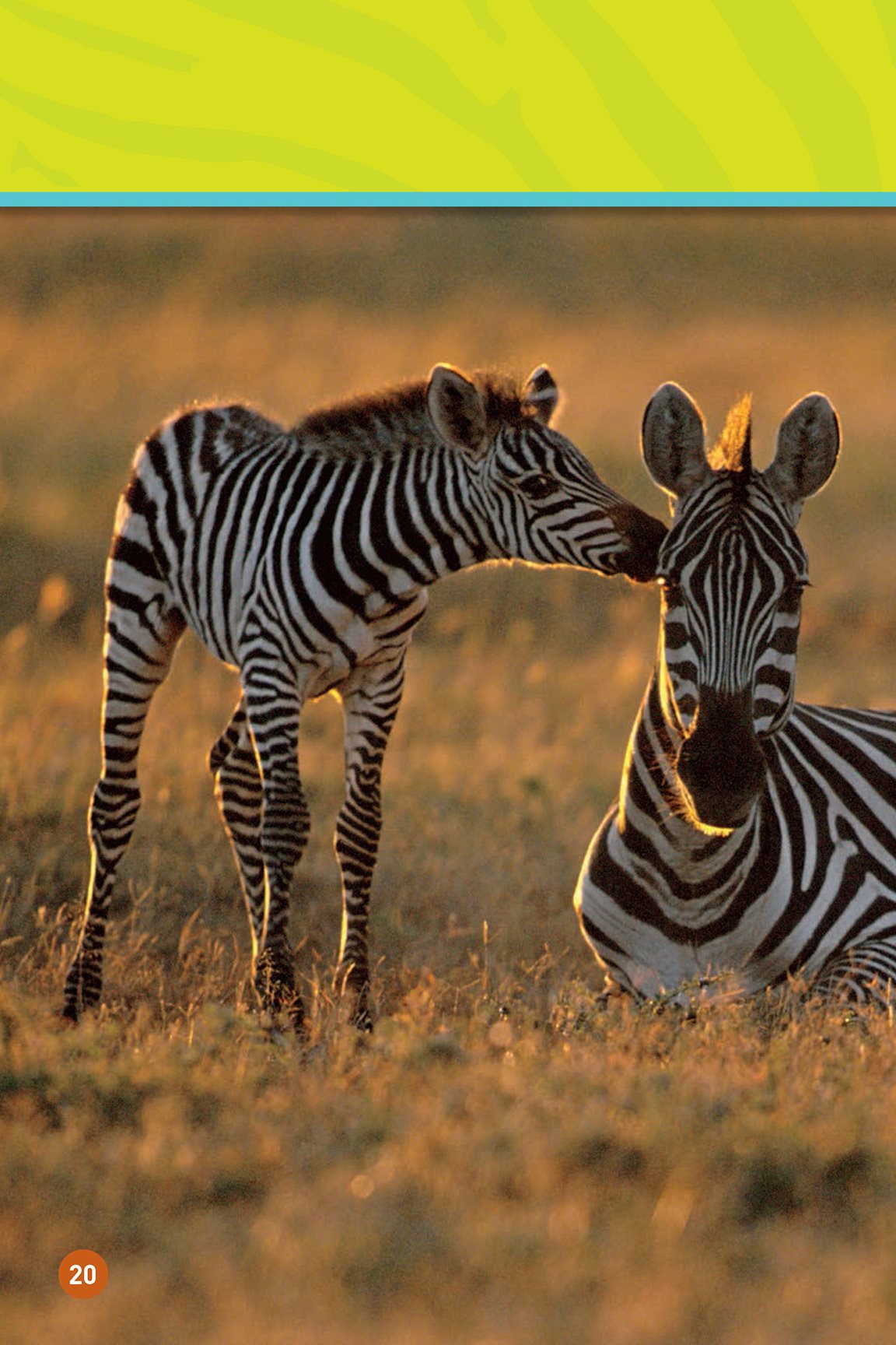 It was a busy day Time for the zebra to sleep Good night zebra - photo 22