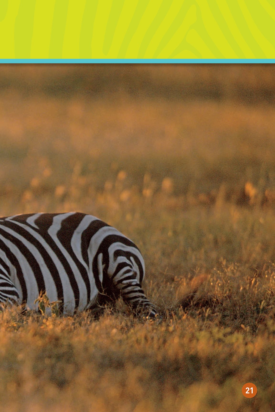 Good night zebra YOUR TURN Zebras might look the same but their - photo 23