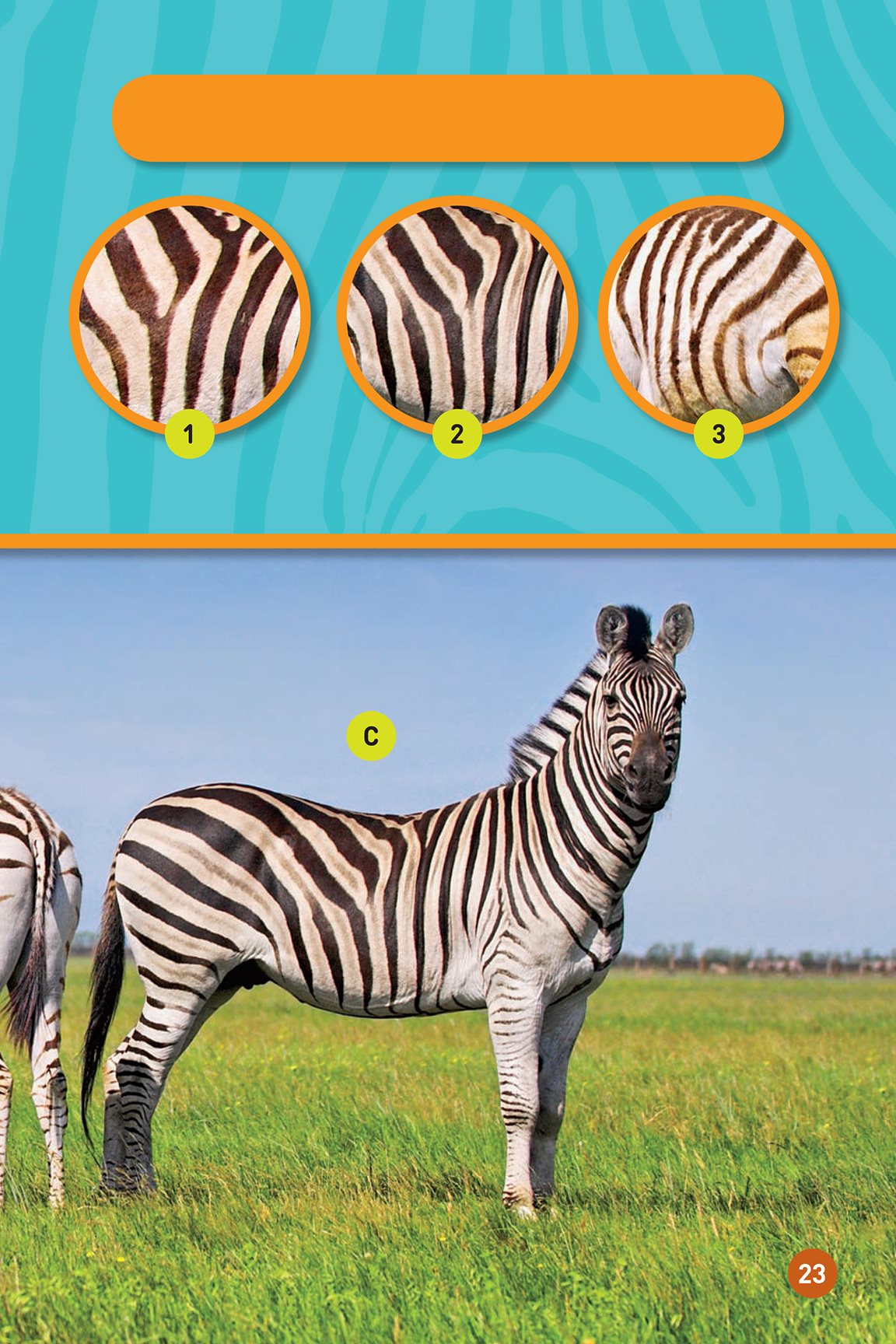 Match each zebra to its pattern The answer is on the next page To Mira - photo 25