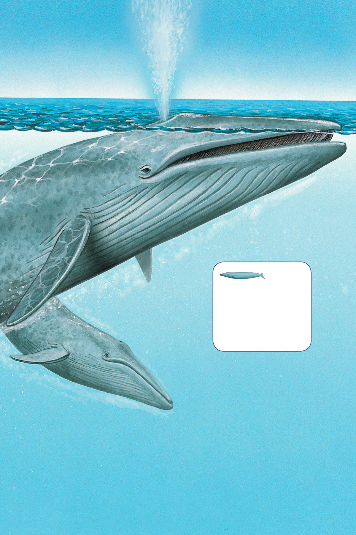 Like most baleen whales blue whales feed in cold waters and then travel to - photo 11