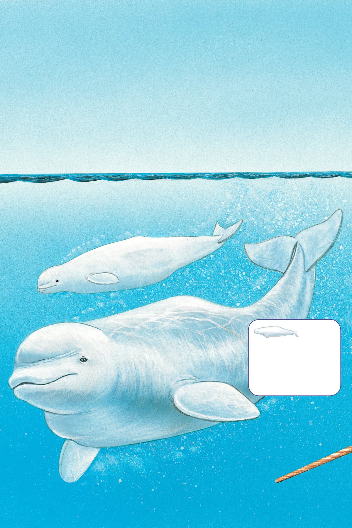 Beluga whales live in cold waters where there is lots of ice so their snowy - photo 14