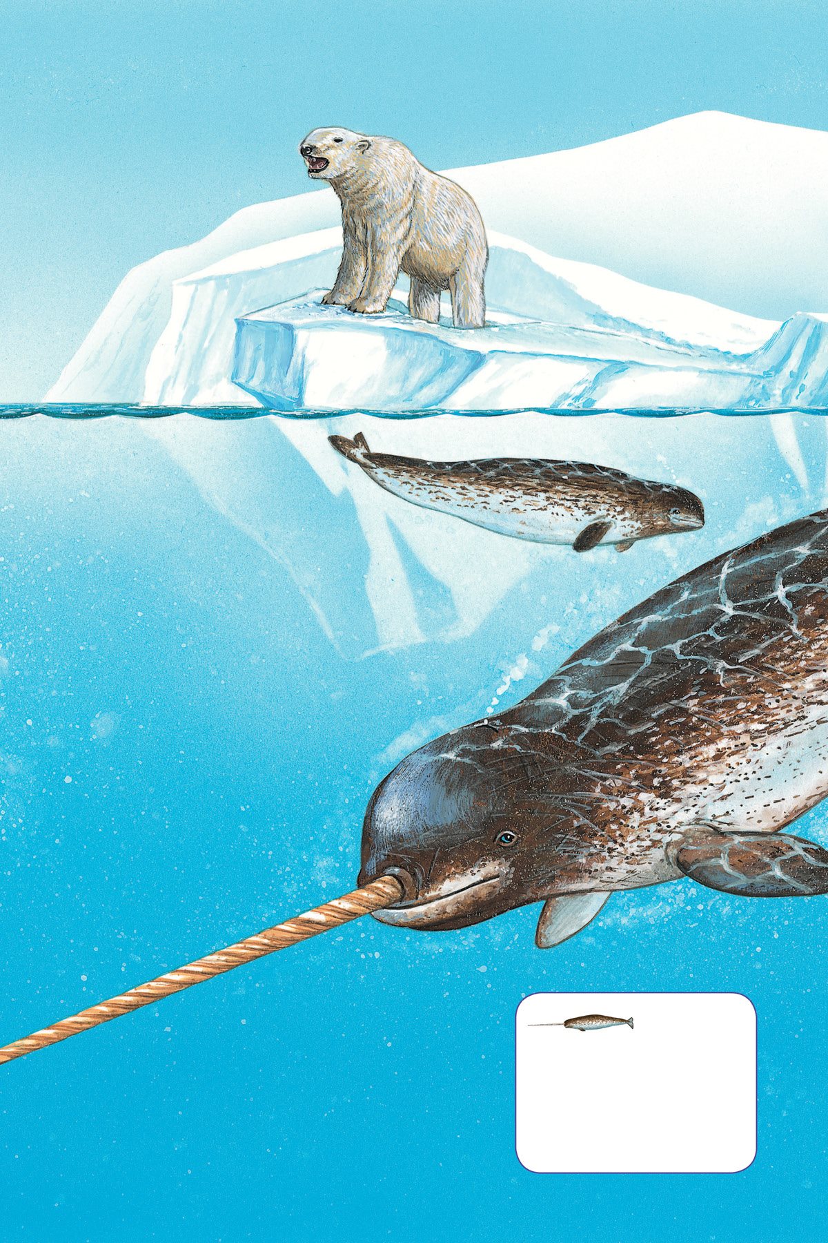 Male narwhals have a long spiral tusk that looks like a sword This tusk is - photo 15