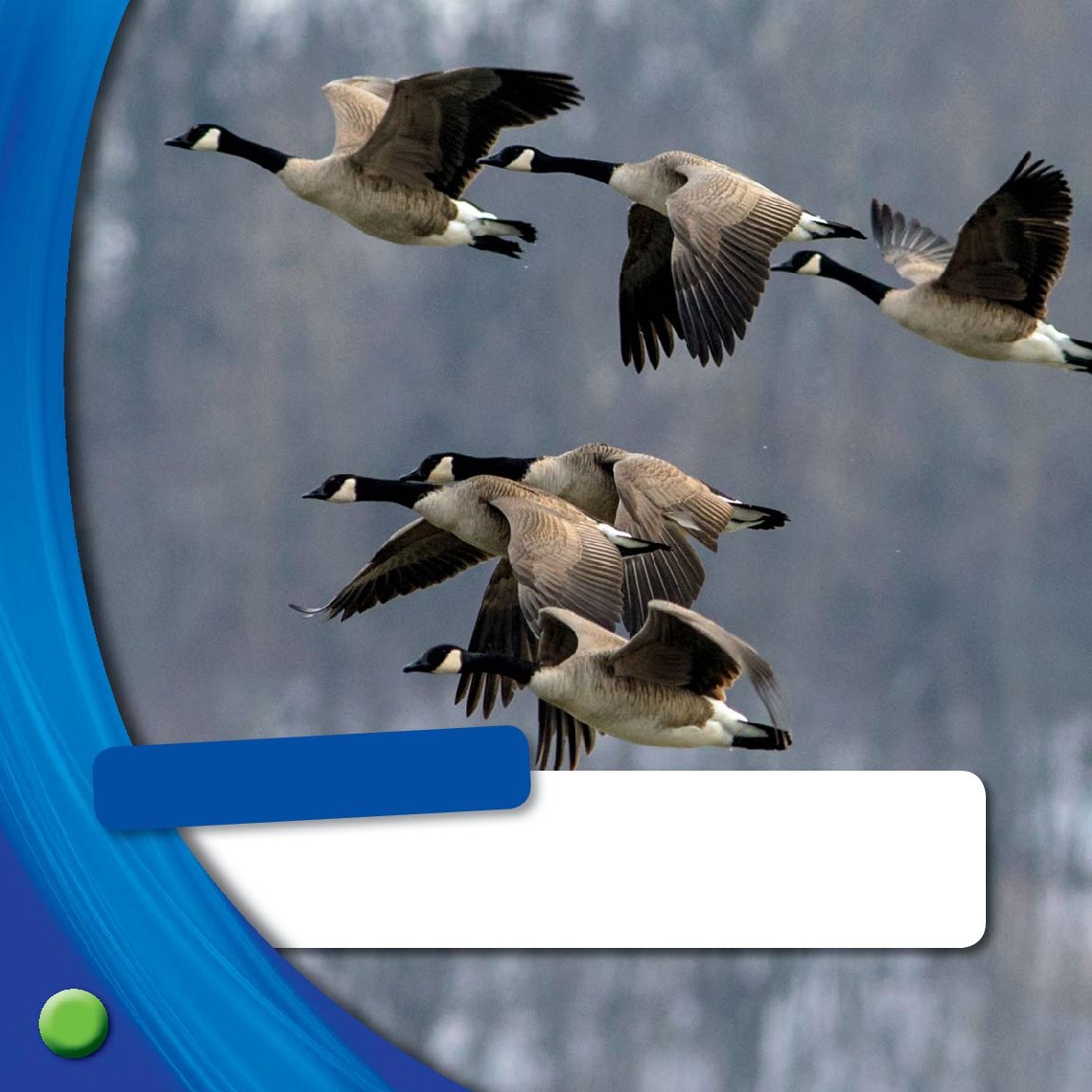 What Do You See Geese migrate How many geese do you see Birds Many - photo 14