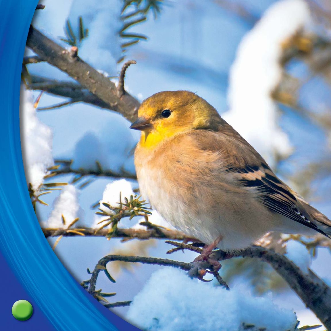 Some birds grow more feathers This helps them keep warm - photo 16