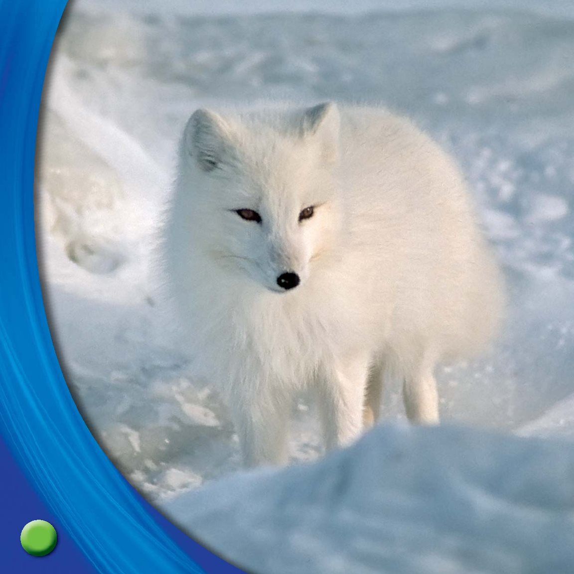 Arctic foxes turn white for winter White fur helps the fox hide in snow - photo 20