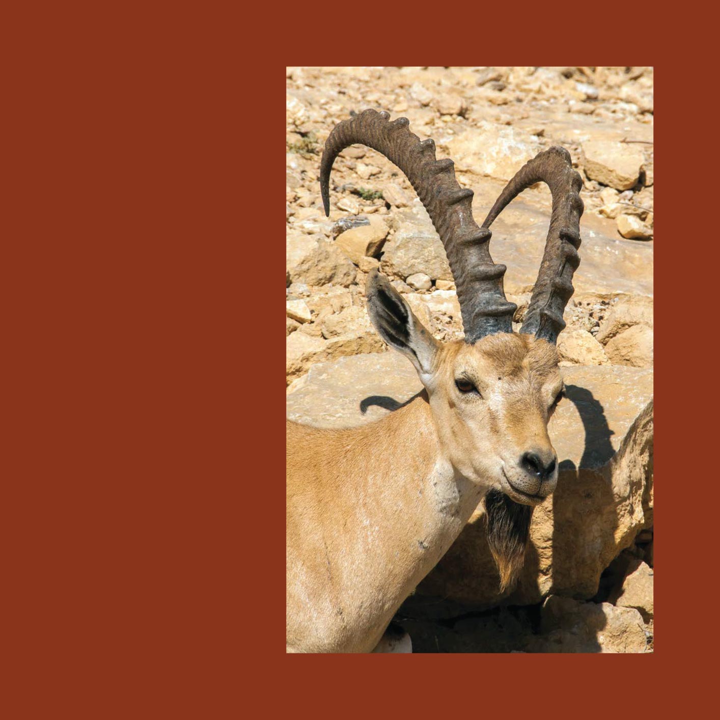 As we hike along a desert trail I see an animal with big curved horns - photo 10