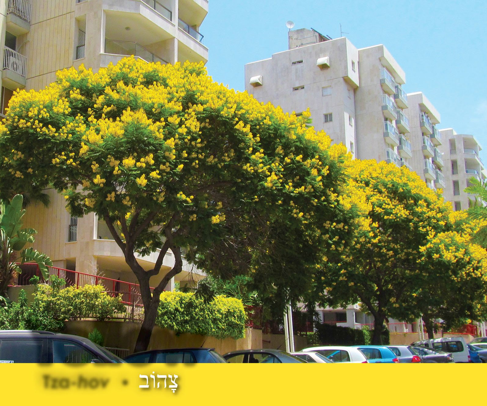 Yellow Tza- hov Tree blossoms in the city of Givatayim At the - photo 10