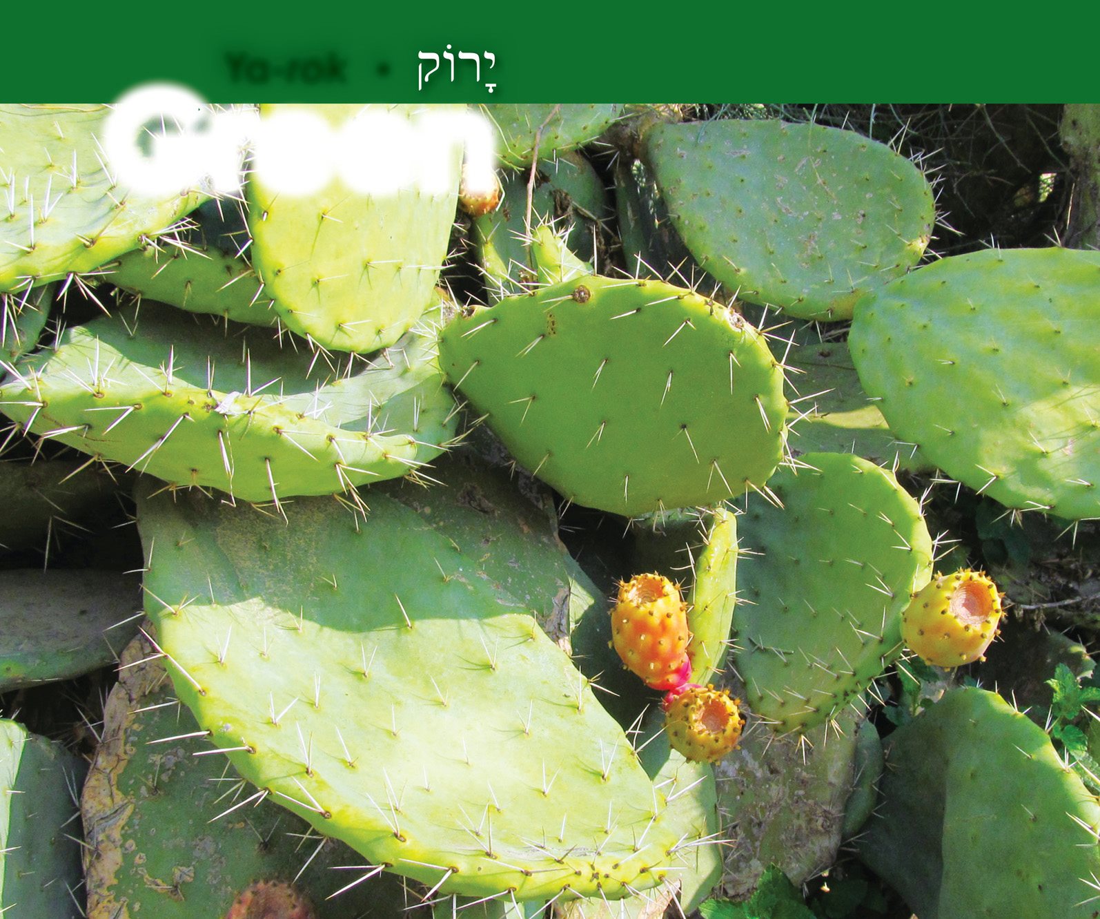 Green Ya- rok Cactus Sabra Bikes for rent in Tel Aviv A - photo 12