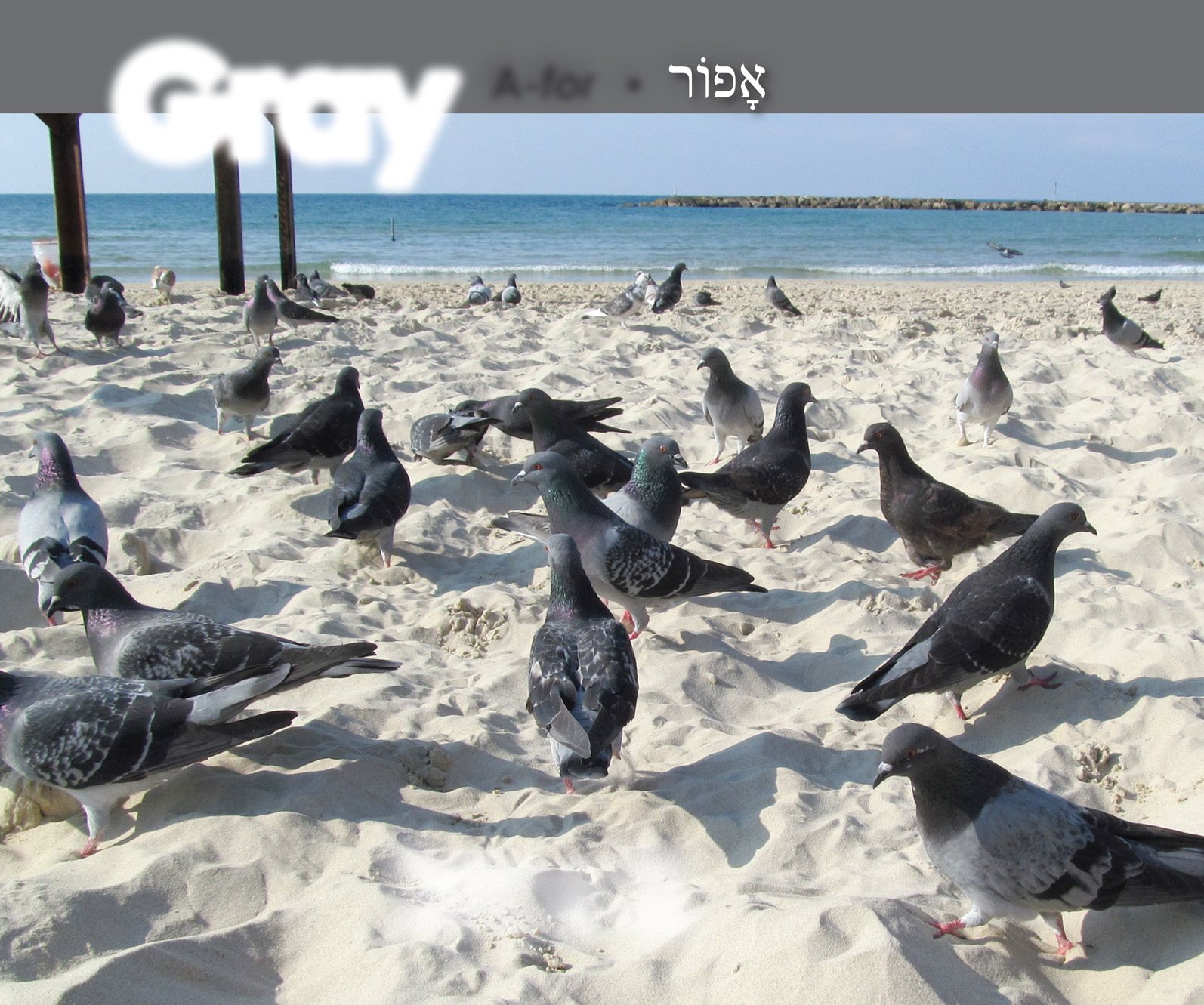 Gray A- for Pigeons on the sand in Tel Aviv Bench and trash can - photo 16