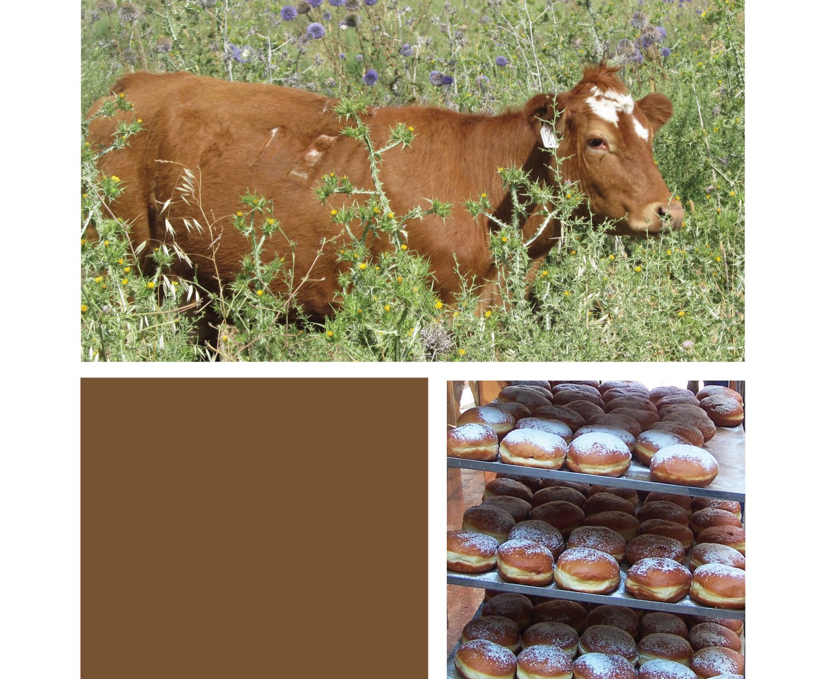 A cow in the Golan Heights Sufganiot jelly doughnuts at the market - photo 19