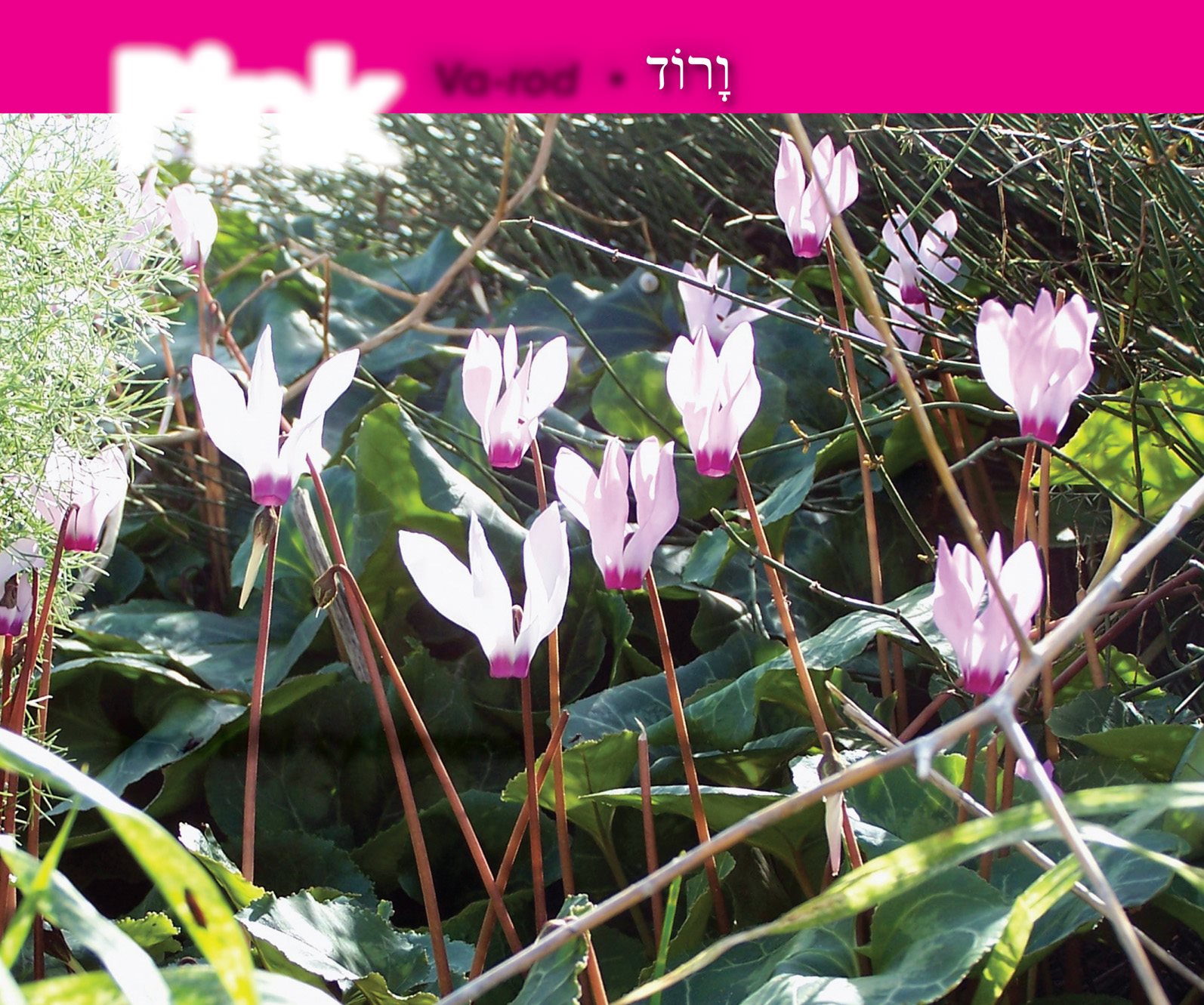 Pink Va- rod Beautiful cyclamens Stamps of Israel for mailing - photo 24