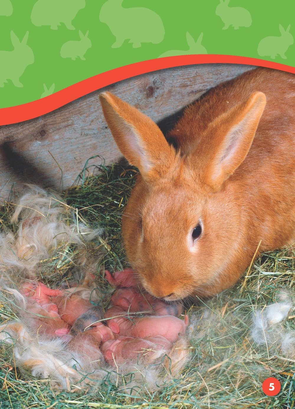 Bunnies sleep in a warm nest a place where animalslive and give birth to - photo 4