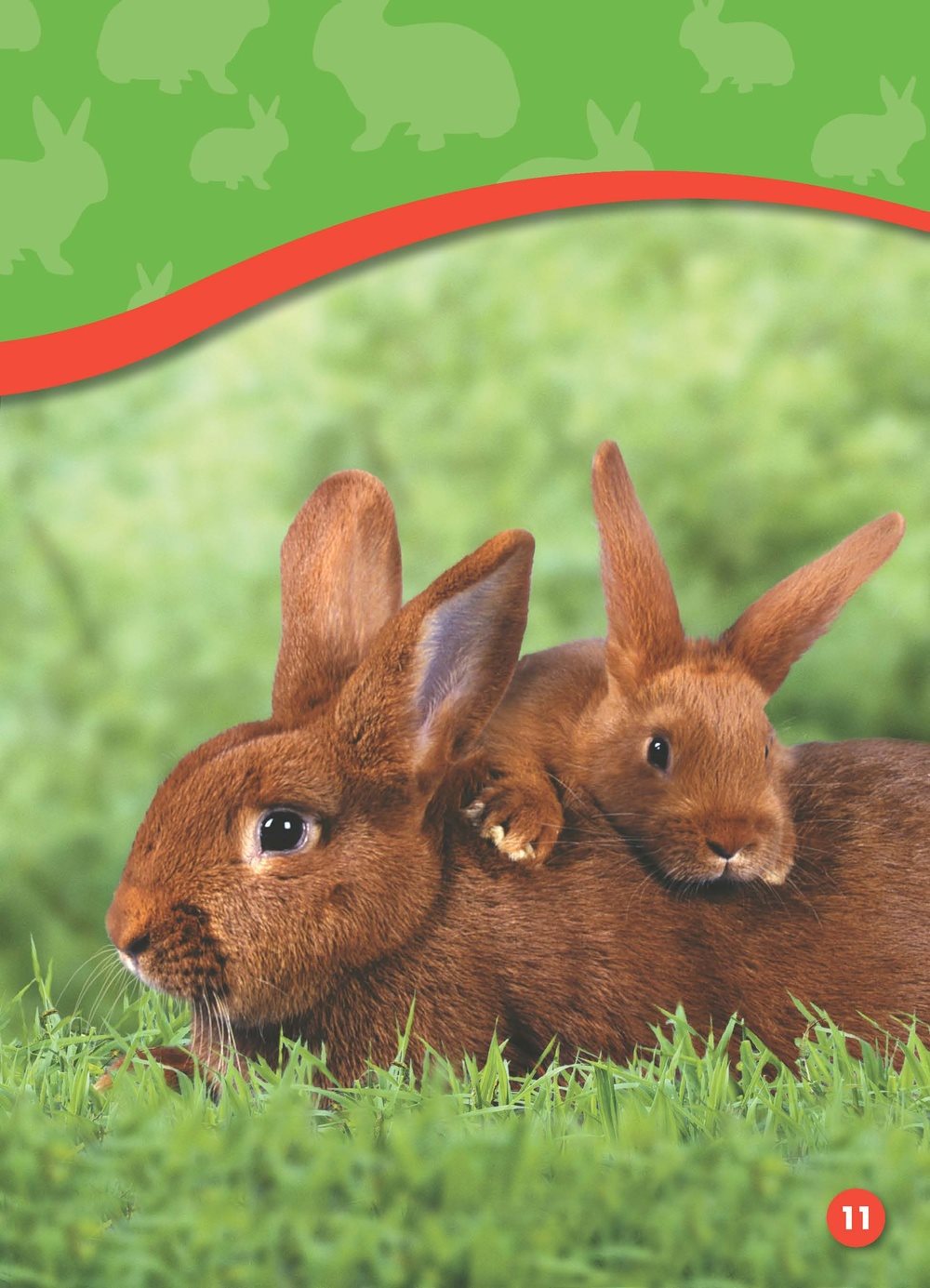 Bunnies grow long teeth Now bunnies can eat greens the leaves and stems - photo 11