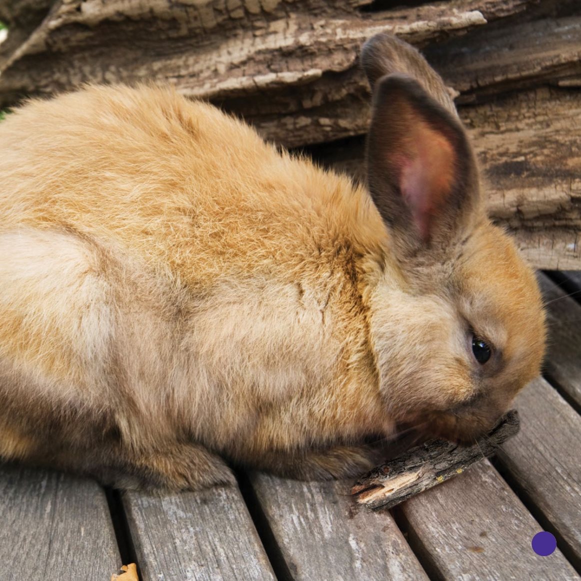 Mike takes Bun out of his hutch He hides a carrot Bun hops He sniffs - photo 17