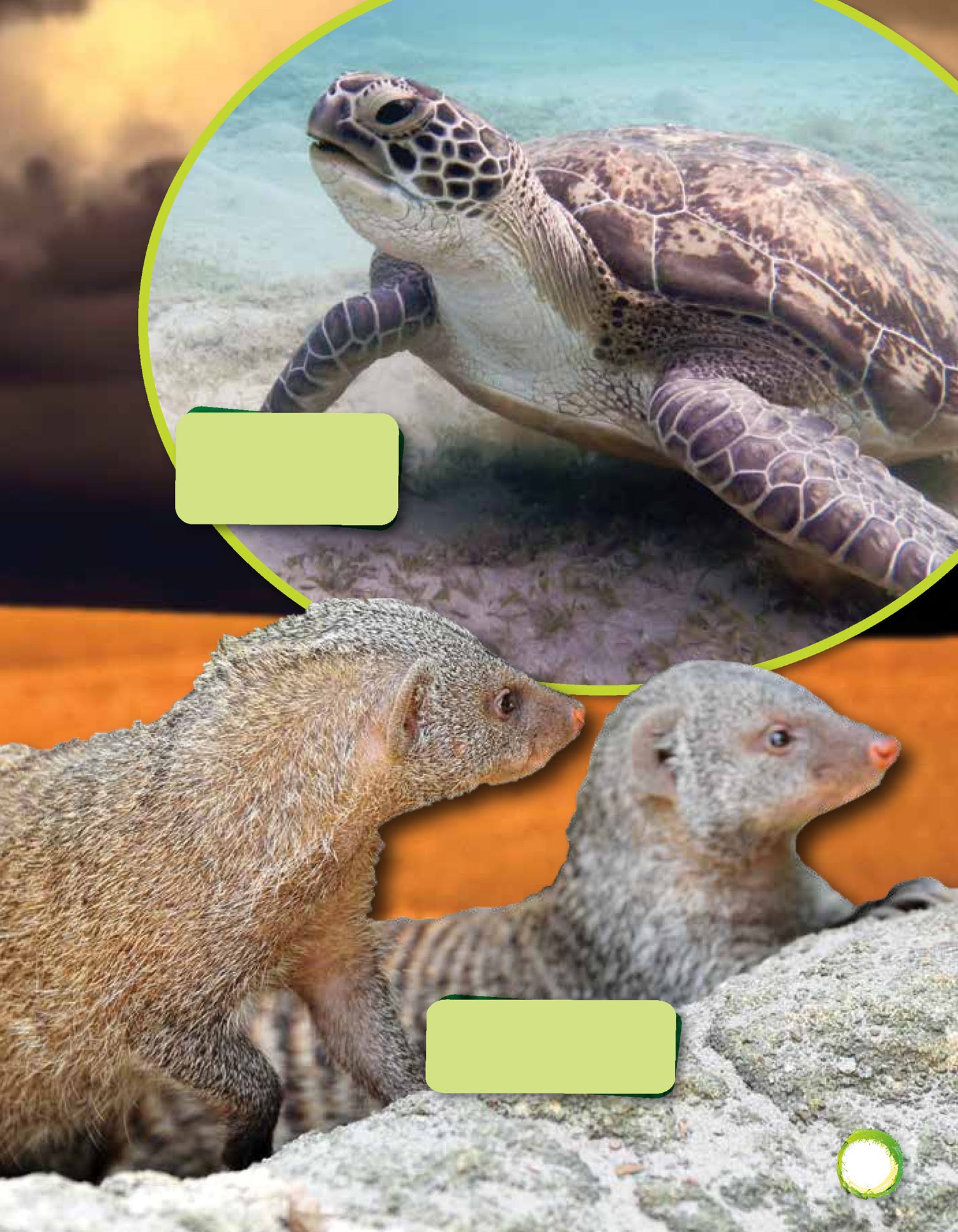 Sea turt les live in almost every ocean in the world Many mongooses live in - photo 14