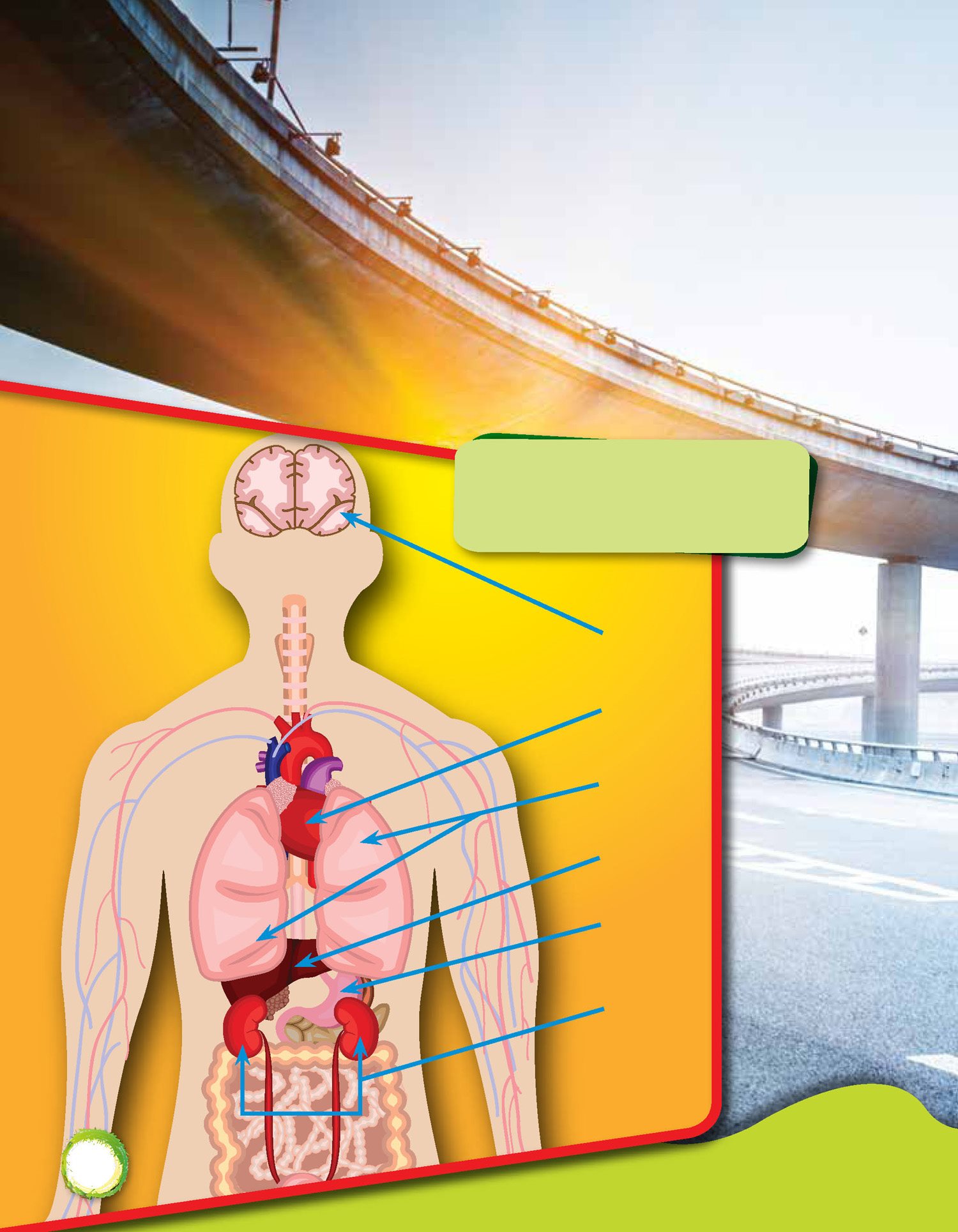 Human bodies have a syste m that gets oxyg en and nutrients to the entire body - photo 15