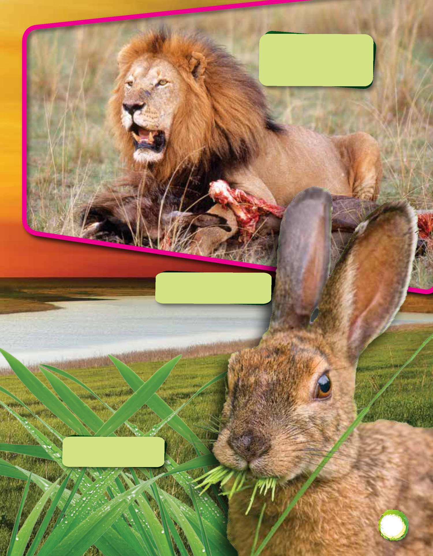 Grass is a producer A rabbit is a consumer It eats plants Lions ar e c - photo 18