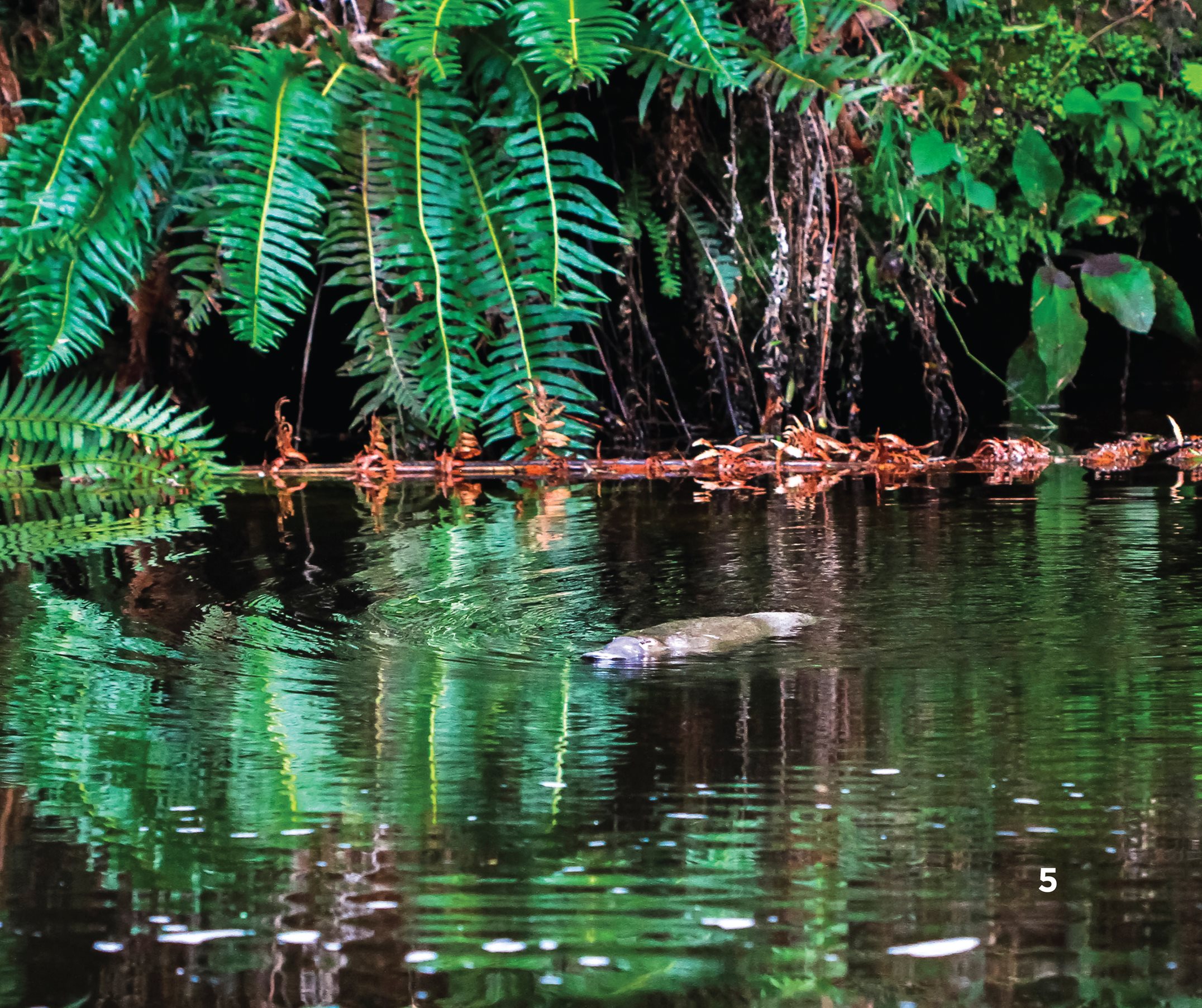 Platypuses can be found near or in fresh water like lakes streams and - photo 7