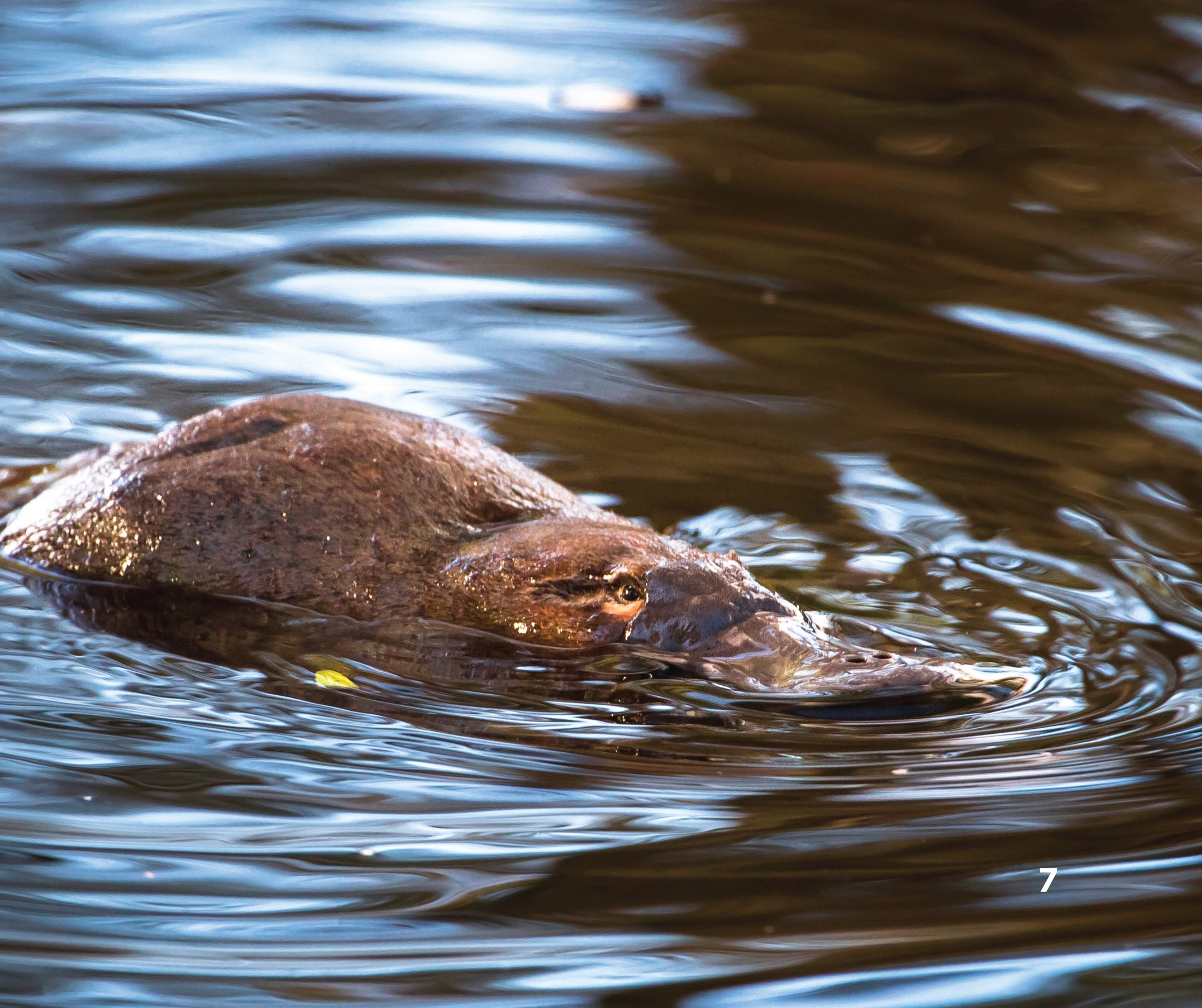 The platypus is a very unique mammal It has a flat head and a duck-like - photo 9