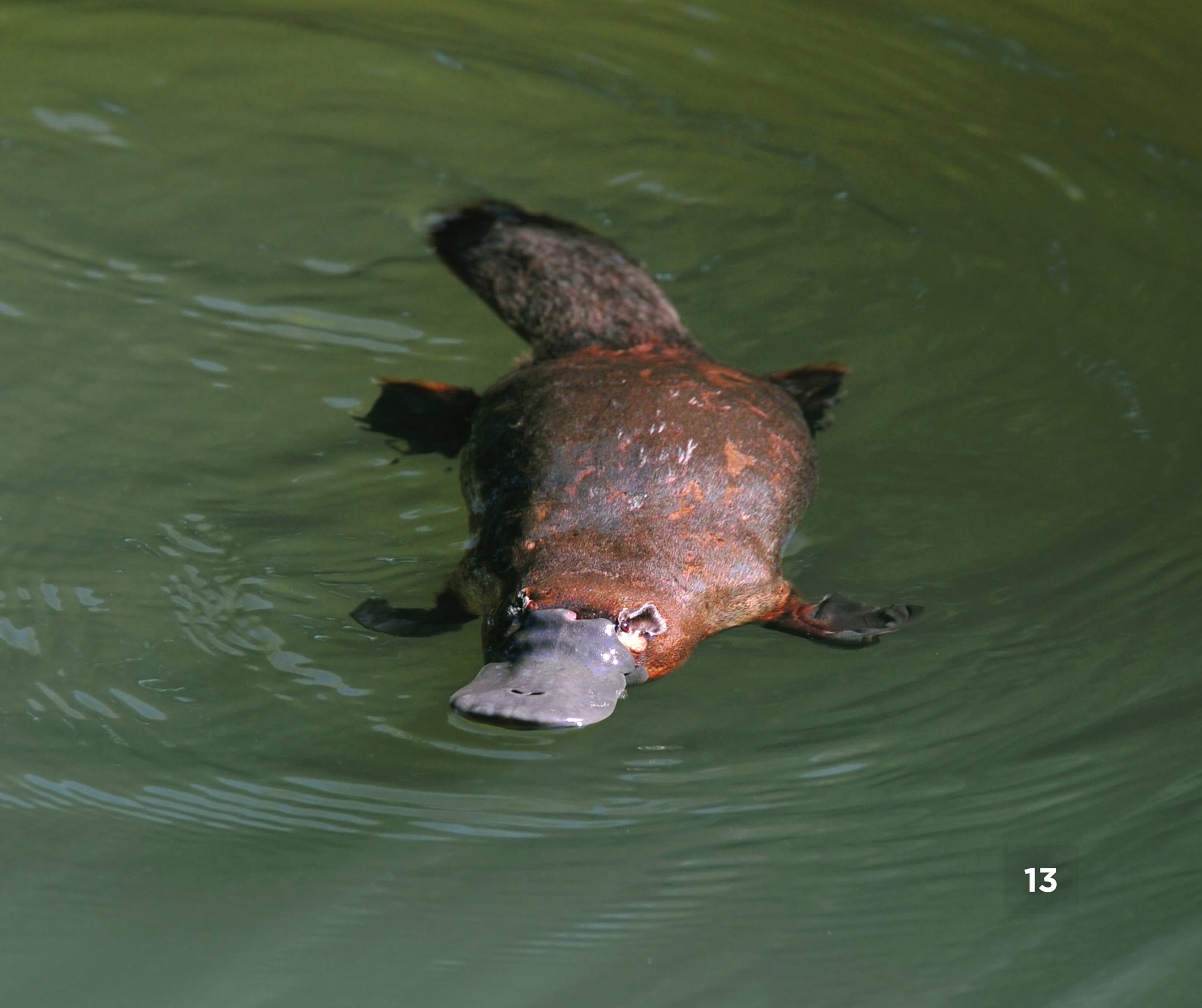 Its webbed feet help the platypus swim Its long claws help it dig burrows - photo 15
