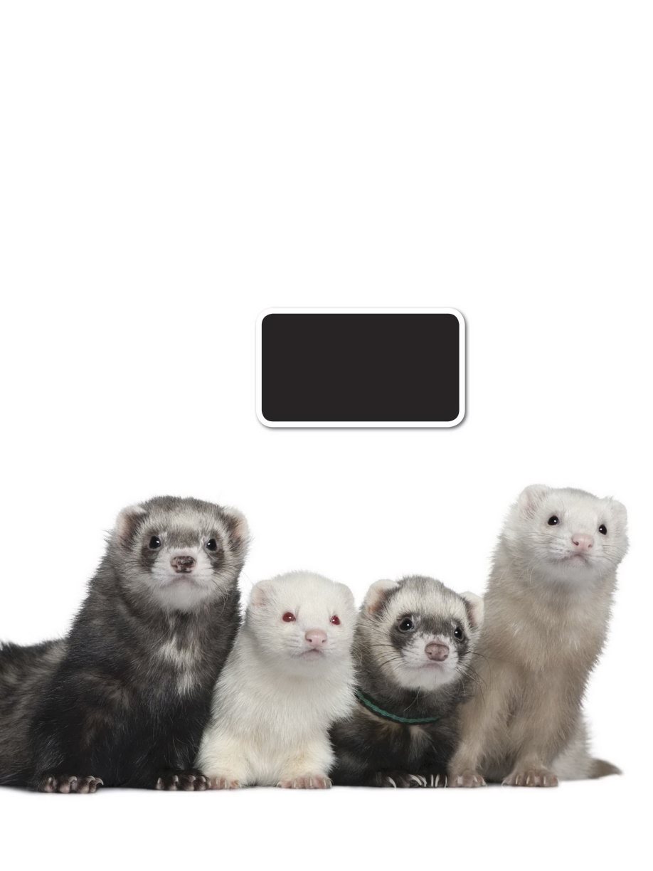 U nlike cats and dogs there is only one breed of domestic ferret But within - photo 9