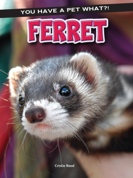 Cristie Reed - Ferret