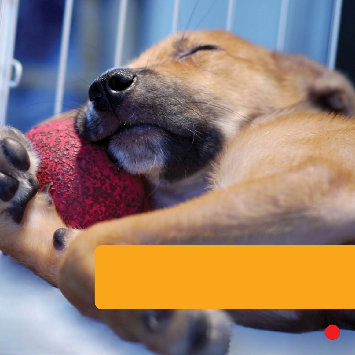 Rocko sleeps in his kennel He feels safe Dogs need love Sky hugs - photo 19