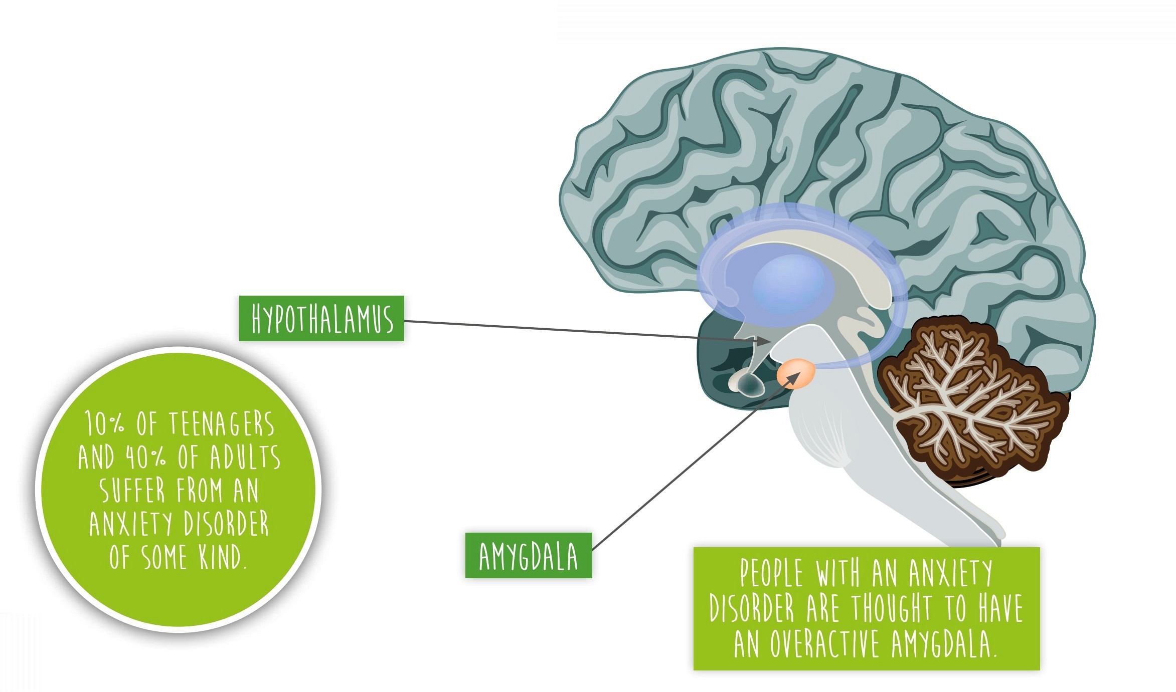 Fight Flight Freeze Your hypothalamus begins something called the fight - photo 10