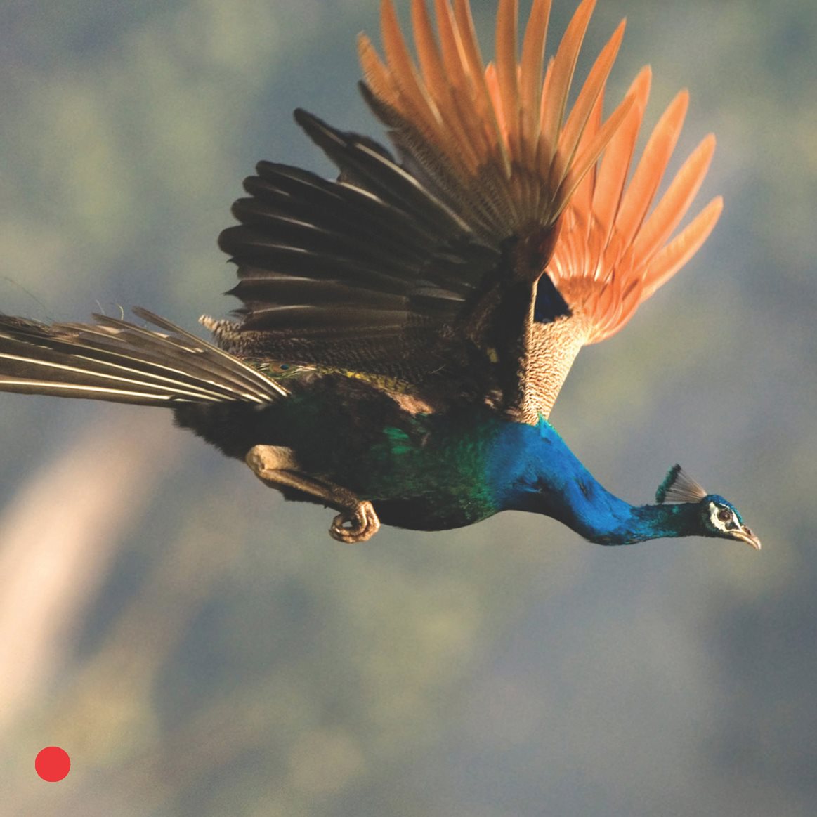 He flies to the ground Peck Peck He looks for seeds and bugs He - photo 6