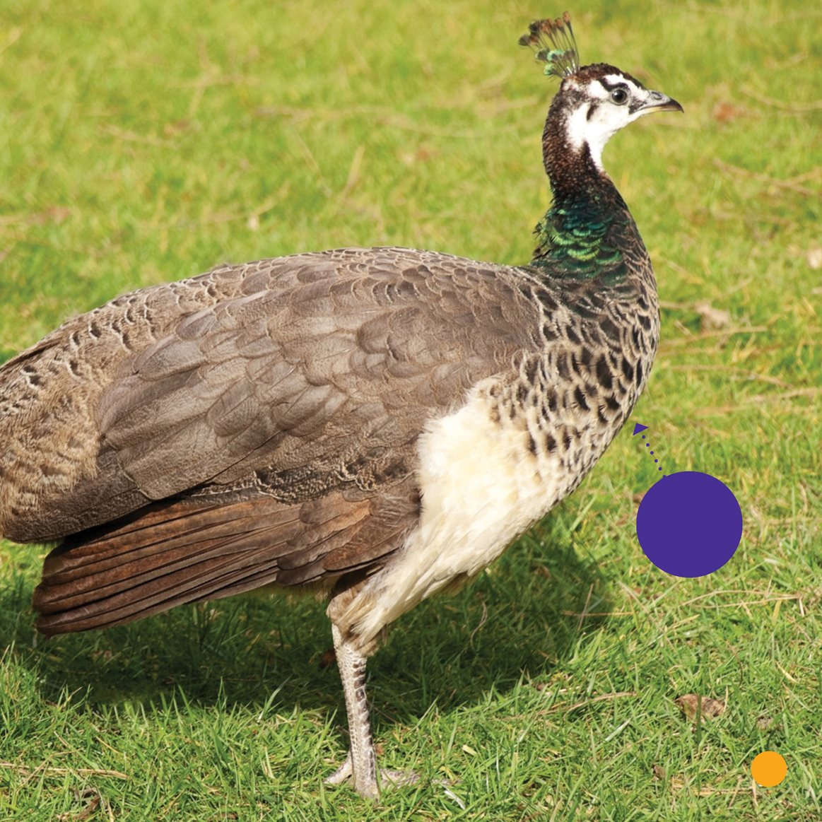 peahen The male does a dance He fans his tail Wow - photo 11