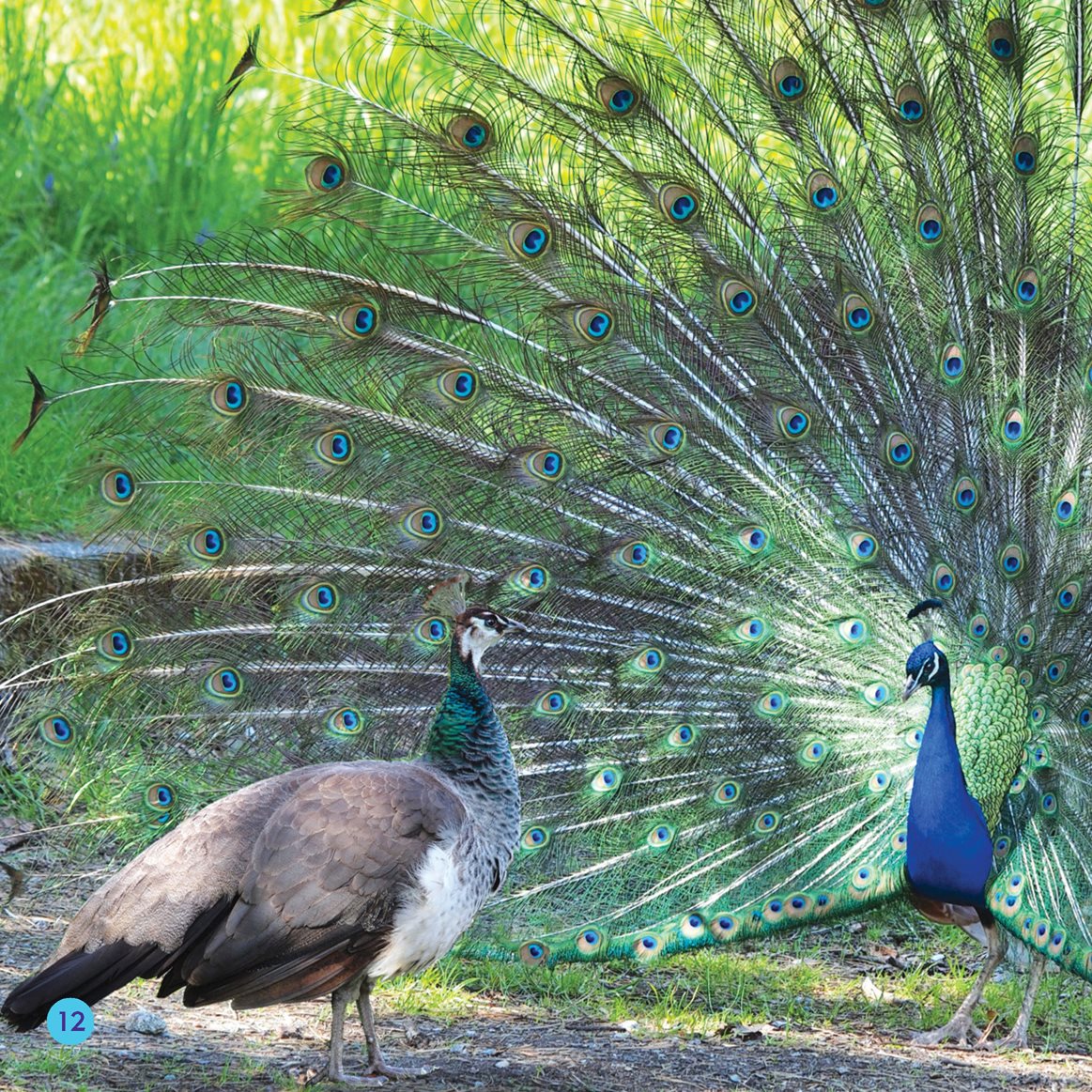 The male does a dance He fans his tail Wow Look at his feathers - photo 12